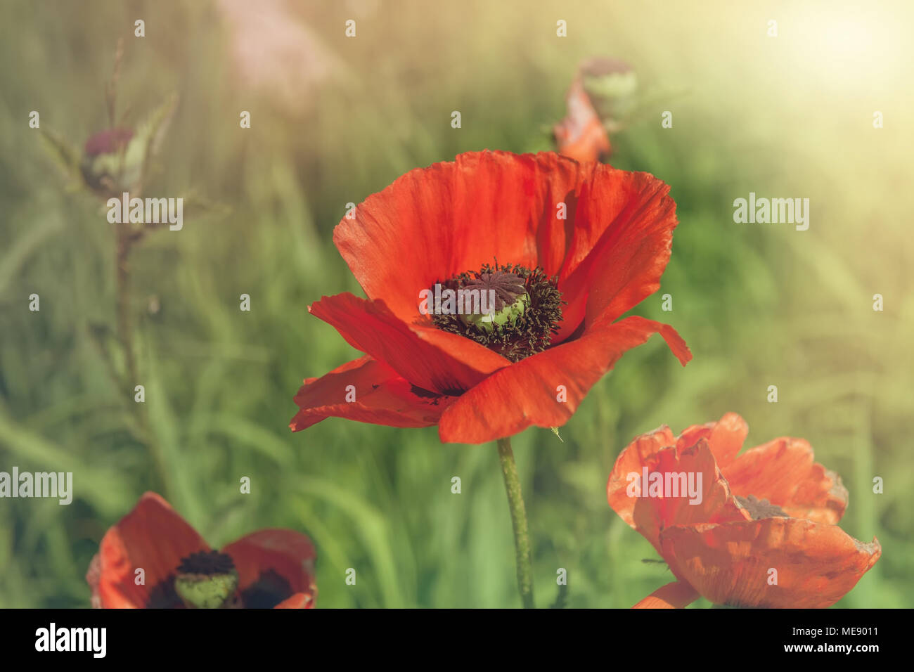 Fleurs de pavot rouge. Coquelicots dans le jardin. Coquelicot fleur de printemps-été. Banque D'Images