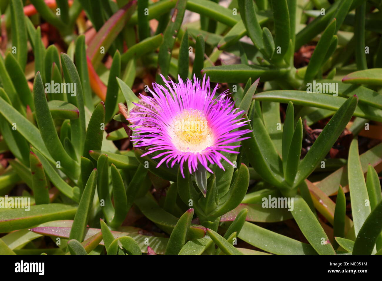 Carpobrotus chilensis rose entourée de feuilles vertes et rouges Banque D'Images