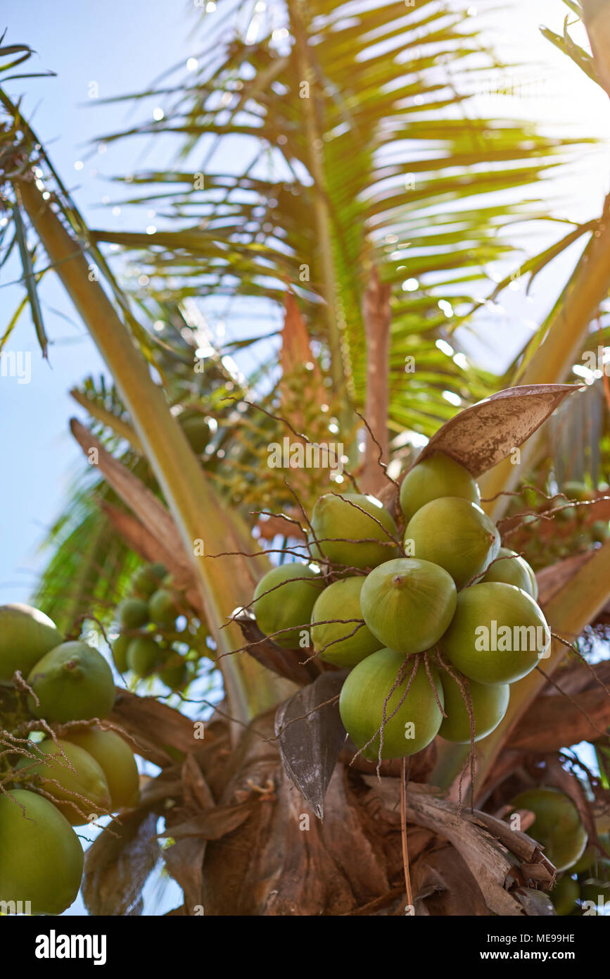 Cocotier naturel sur fond de palmier lumineux lumière jour ensoleillé Banque D'Images