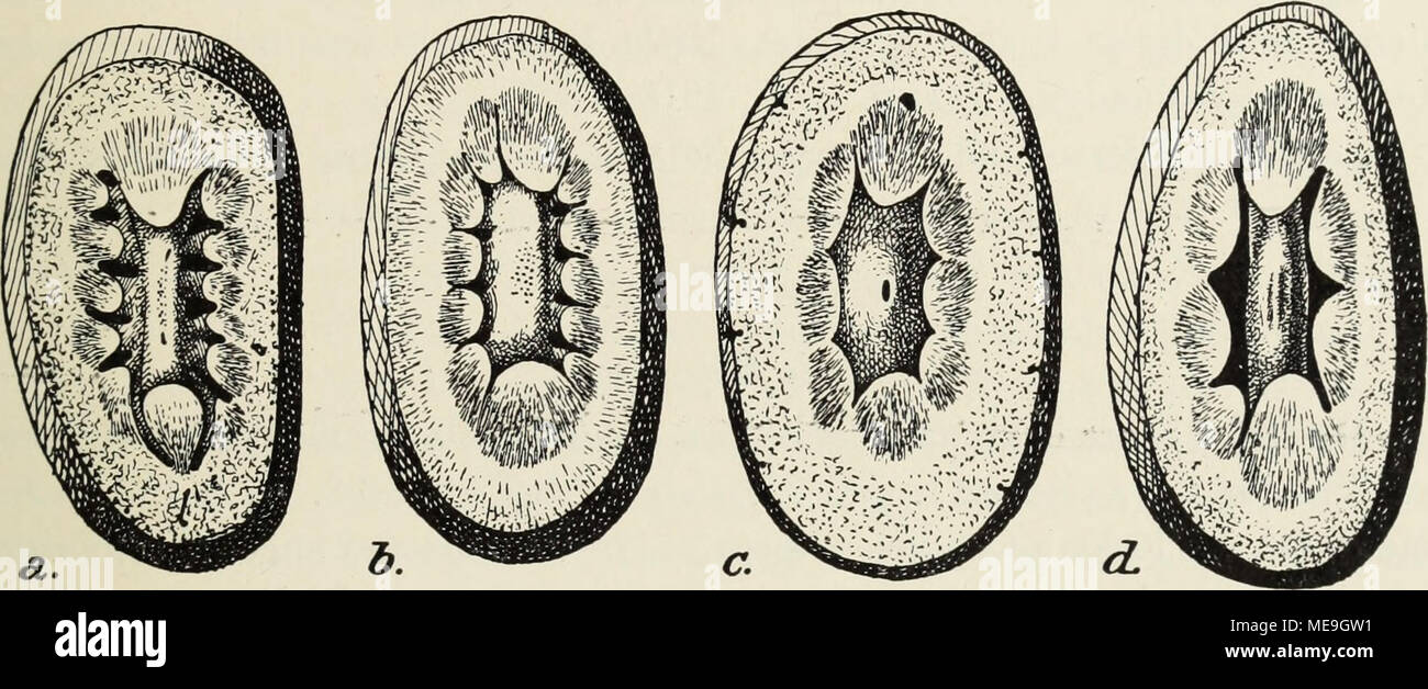 . Die Klassen und Ordnungen der Weichthiere Malacozoa () : wissenschaftlich dargestellt in Wort und Bild . Abb. 38. Dans Nierenpapillen Aufsicht von Hund : a), b), c) Schaf Katze, d) Kaninchen. - Nach Marschner 1937, ABB. 5, 6, 7, 8, S. 368, 369. sie gehen, schief und orale kaudal ab und sich ihren un champs colonnes vielfach Enden, mit en medialwärts Innenfläche Sie auf die der ventralen dorsalen Nierenwand umbiegen und und verflachen (Petersen 1919). An der- Papillen überwiegen kuppe base und Längs- und Schrägzüge glatter Muskulatur, in der Mitte findet sich eine Längsmuskulatur äußerer innere q Banque D'Images . Die Klassen und Ordnungen der Weichthiere Malacozoa () : wissenschaftlich dargestellt in Wort und Bild . Abb. 38. Dans Nierenpapillen Aufsicht von Hund : a), b), c) Schaf Katze, d) Kaninchen. - Nach Marschner 1937, ABB. 5, 6, 7, 8, S. 368, 369. sie gehen, schief und orale kaudal ab und sich ihren un champs colonnes vielfach Enden, mit en medialwärts Innenfläche Sie auf die der ventralen dorsalen Nierenwand umbiegen und und verflachen (Petersen 1919). An der- Papillen überwiegen kuppe base und Längs- und Schrägzüge glatter Muskulatur, in der Mitte findet sich eine Längsmuskulatur äußerer innere q Banque D'Images