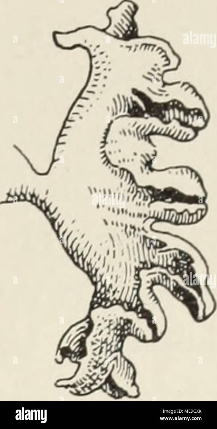 . Die Klassen und Ordnungen der Weichthiere Malacozoa () : wissenschaftlich dargestellt in Wort und Bild . A. Die Harnorgane 59 Gewicht von 56-100 g, i. D. 76,95 g (0,432 0,895  %) dans les 20 un saurait erhoben, Sikahirsch 75 g. Die Oberfläche der Niere glatt ist. Bei Cervus (barberinus) barbarus (ABB. 12) ist nach 1872 Nierenbecken Hyrtl das ob- long, dans das ein langer Hauptwulst hineinragt tief und breit, dem beider- seits unregelmäßig geformte Nebenwülste 11- un sitzen, die durch und ebenso geformte gekrümmte blattförmige champs colonnes des Beckens umfaßt werden. Die Außenwandungen benachbarter Spal Banque D'Images