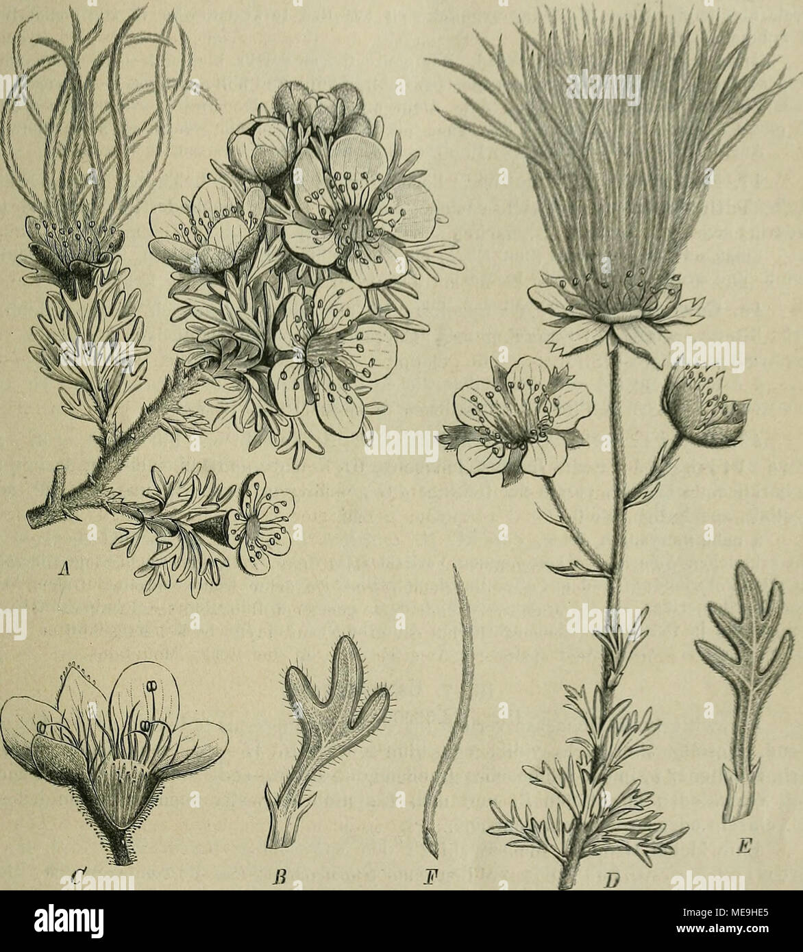 . Die Natürlichen Pflanzenfamilien : nebst ihren Gattungen und Arten von den wichtigeren, Nutzpflanzen . Fig. 16. Ä-Coiiania 0 mexicana Don. Ä l'blüliender Zweig ; B ein B. vergr. : C Bl. geöffnet nach der Entfernung Gr. - D-F Fallugia paradoxa (Don) Endl. J) blühender Zweig : E ein B. vergr., F ein Gr. (Nach Don dans Transact. de la Linn. Soc. XIV. t. 22.) ist. - Japonicitm G. Thbg. (G. macrophyllum Willd.' dans Ostasien und Nordamerika. - G. coccineum Sibth. et Sm. ist auf der Balkanhalbinsel heimisch und wird wegen senneur schönen roten Bl.. Zierpfl als gebaut. - Ähnlich ist das südamerikan Banque D'Images