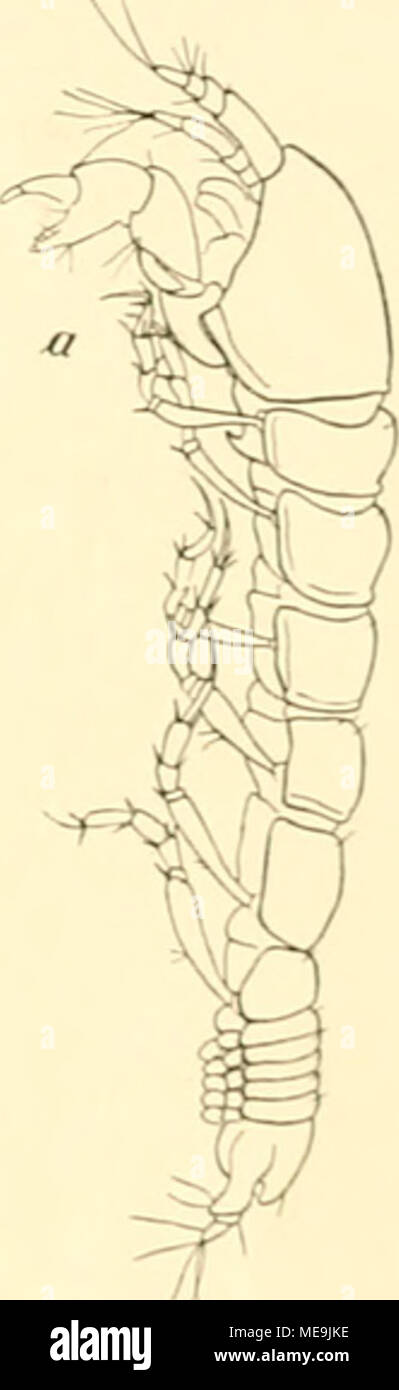 . Die der Deutschen Isopoden Sdpolar-Expedition, 1901-1903 . Strongylura G. 0. Saks. Leptognathia viergliedrigen ähnlich, mit großen und Betriebswirtschaftliche Beratung beim § rudimentären Pleopoden fehlenden oder. Abdomen sehr lang im Verhältnis zum Rumpf, Uropoden zweiästig, klein und dii .lib. 115. J'aranarlhruru mmmciiiithits n. s|). Un $ (X 22), b, c'uropode Schere. 20. StronjLTjlura antarciira n. wp. (.L)b. 1 &lt;i, h, , Strongijlurn:j Die Gattung, bisher nur mit zwei Arten und im Gebiet der Davisstraße zwischen Kap Farvel, Island, Jan Mayen und der norwegischen Küste dans Tiefen von 91-3100 m gefunden, konnte Banque D'Images