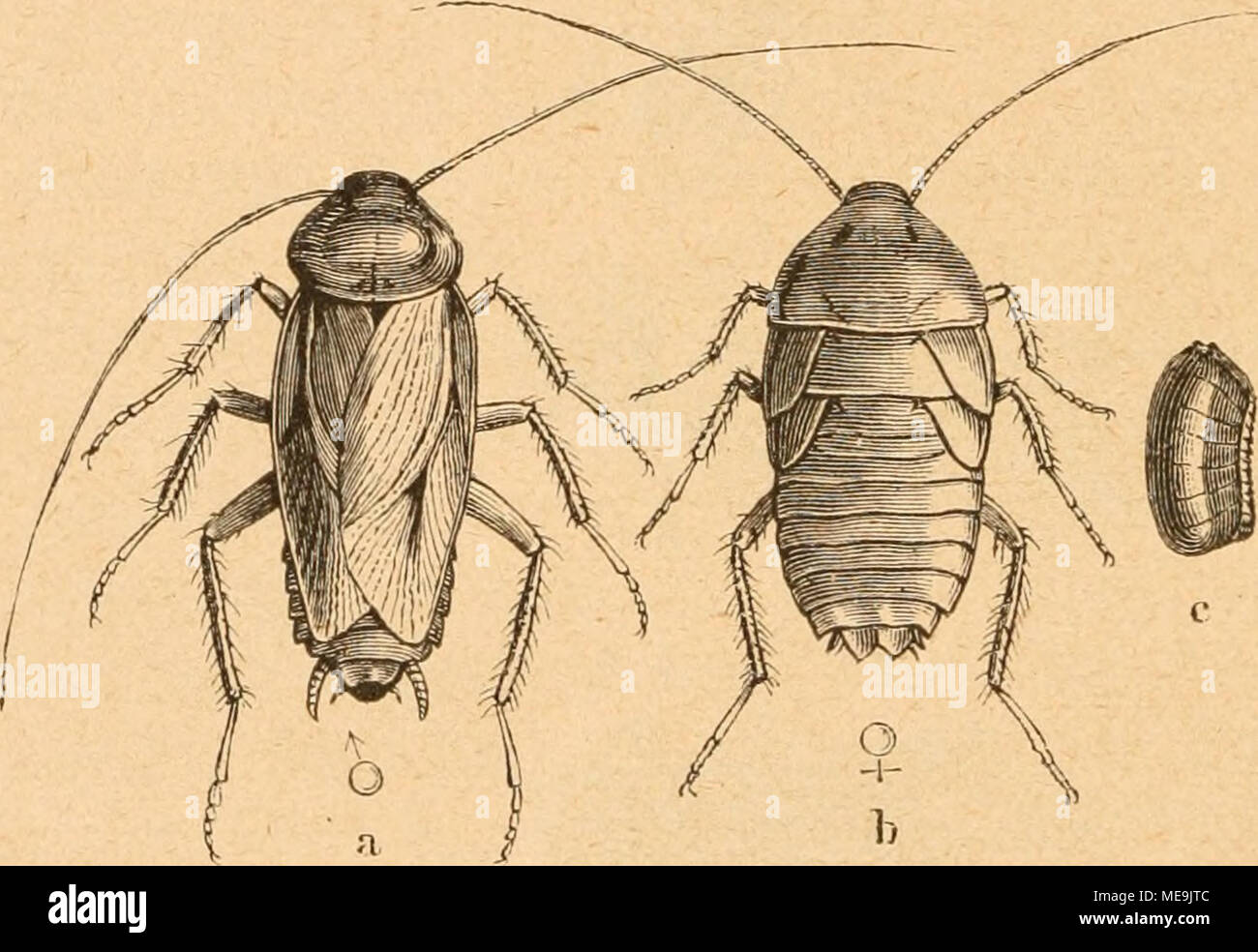 . Die Insekten nach ihrem Schaden und Nutzen . { EujdjaDe ^üc (Blatta orientalis)). Une TOännd Sßei)en, b6Rf)fr (uergr SSifapjel.), c. 5)j ?tinndjen HoKfommen entundelten^er mit Ö^^ii^ ^^^^^^ Uorbere glügelbeden btlben fdjlnar^branne, bar, dans§ b ha&Lt ; gtdn^fdjmaräe enb, nur mit ge = = rabe fdjäblidjen §§genoffeu ftempelt l'UA. Allen (^röfeen Sn, Don Banque D'Images