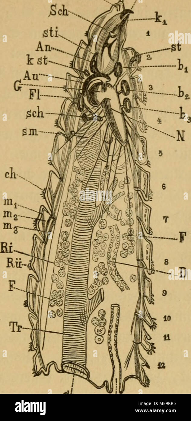 . Die Insekten . $i t gig. 195. Jiebianer SöngSfdhmtt burdb 5(eine ältere ÜJiuSciben^ ((2^nieifefliegcn ( ! =) naäj SajeiSmann sorte mit eigenen unb l'Sefunben albfdjcmatifc eingejcii^l^^neten innern Organen. SSergr. "/I. Md3 intenjtü fdötearjen ie inneren ©ebilbe jtt"ii(^en bem 2 unb. 5. Bague sei6e§SInlagen bie ftnb für bcn gan§ bilbenben Äopf neu ju 33bie unb ruft ber ^^ti gc. 1-12 ?eibe§ringe, ch S{)itin^erjeiigenbe aut (bie fie épiderme fit nid^gejeid^t net), mi f^iefc äußere, m2 gerabe gerabe äußere, Mme ^autmuSfel innere, k paarige^ : Siefer afen, unpaareä^ SBerfd ki burd)mer5ung ber eigentl Banque D'Images