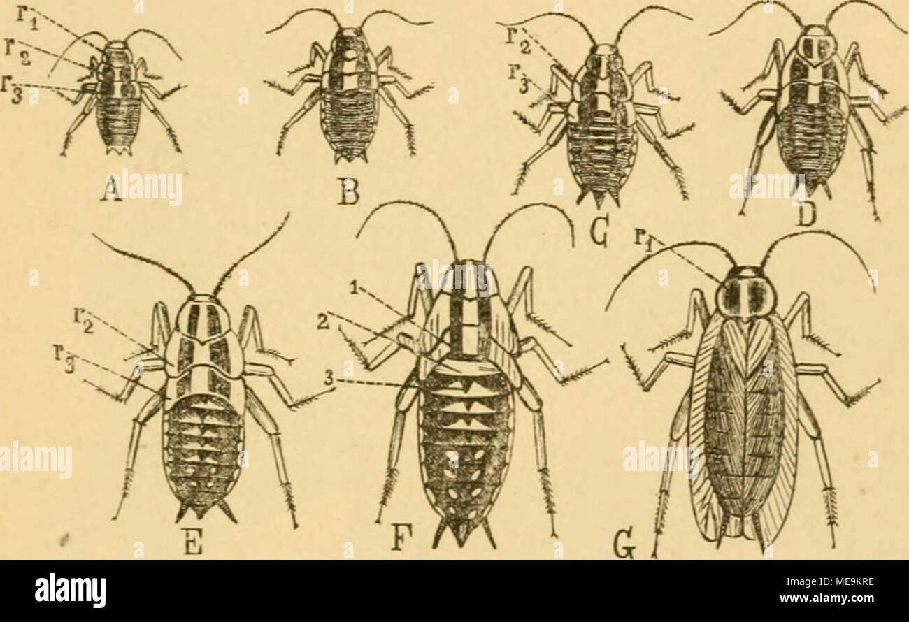 . Die Insekten . 5"9- 153. SüTC Snttoirffung lEüc^enidjate ber (Blatta germanica), 1V2. öergr crbcrrücfen 25 ri, ra 2)Jittet interrücfen ^rs unb =. § Tiintern 2hi beit ©eitenrnnbevn^le ber dougall ä"üci ^Jjfatten entftefien 2bie unb §intcrpgef Sorber =. A 1., B 2, C 3.., 4. D, E, F 5. 6. enttt.iicf(uiigs tabium *, (j'§ ^njeft ücüenbete ba. 1, 2, 3 erfter jaieitcr brilter §unb, interleib§riug. (Original.) fd)einungen bün légal, !t e§§ §l'ONU( uma für ben '&gt ; !flid)t]a6)^ mann^njünfd fct)r) enstnertt^, je n une §anb et ber(id)er 33eijpiele^sur fc 5um S^^inein ou über einige^^tigften mic ber f)tine(f)en ber unb Banque D'Images