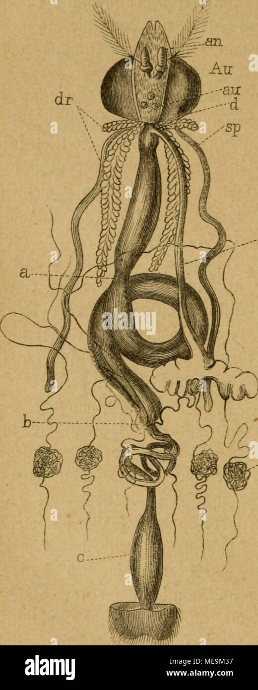 ba a a ren photos ba a a ren images alamy die insekten sm ha gig 166 93erbauungsa parat eines lt
