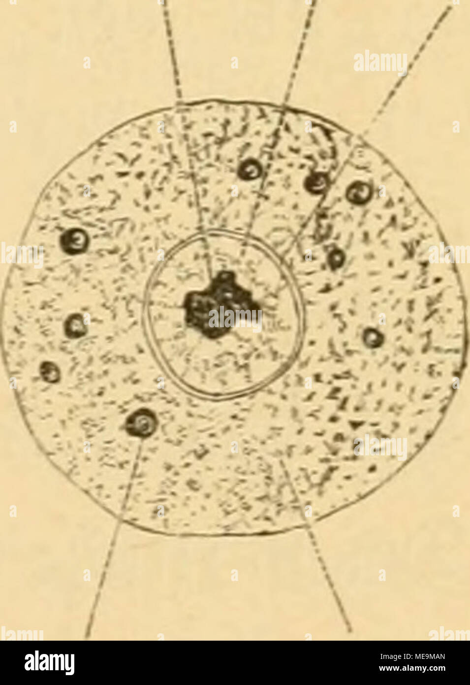 . Die Insekten . m-110*. Tiinije Äeim^©ans von aiitjeüe Slmeife (Formica rufa) nad) ä^^aiiDtung e mit 2 0,0 ©ifigfdurr SDicmbran, Lim, ks mafd)il ftanj§ eSub  = être Äcrn§ amiJboibeS Hernförperd^kk, en, 3zs eüf ftanj«^l, F gelbe 5£tttröpfcf)fr dans la RCO = l'etben. (Criginat.) Banque D'Images
