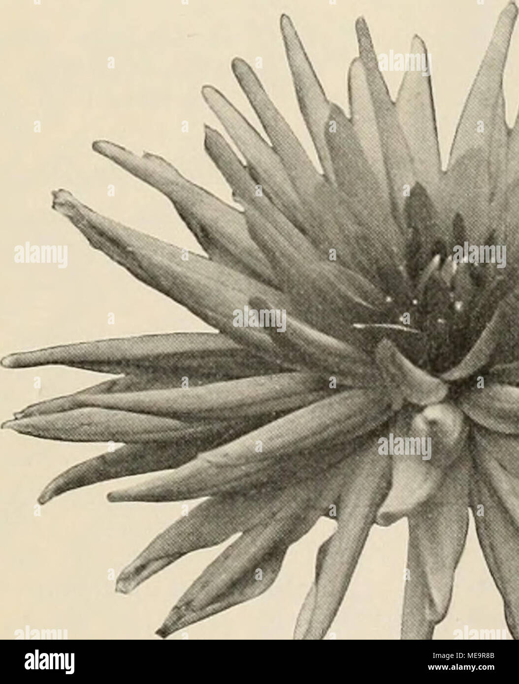 . Die Gartenwelt .  ;/F da Sie auch mit ge- Hierin wavriniana unterscheiden sie Cattleya. - Diese neue Hybride beschreibt A. Cogniaux dans "Le Gard. Chron." wie folgt : Ich empfing die sehr bemerkenswerte Züchtung von Herrn Peeters, St. Gilles-Brüssel, welcher mich bat, dem sie mar- quis de VVavrin zu widmen. Sie ist der Erfolg eines . Befruchtung mss /J von Blumen der C. Warscewiczii Wi ^ .^ schofieldiana mit C. var. granuleuses. Die Hybride ähnelt in ihrer Tracht und ihrem Laube sehr C. Atlanta inversa. Auch die Blu- hommes dieser sind in ihrer forme ähnlich, aber gröfser gefärbt und reicher, Sie Banque D'Images