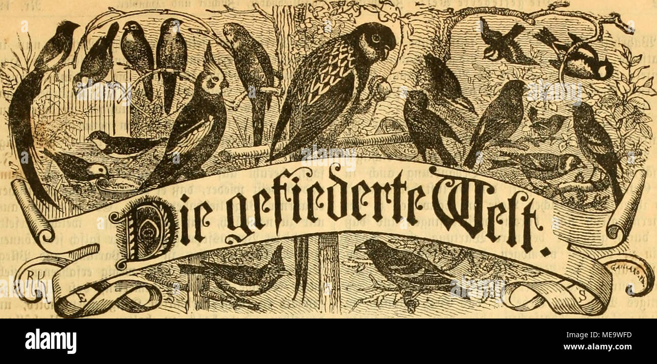 . Die Welt Gefiederte . ^Beitf SogcIIieB^rift fÃ¼r aber,  =3Ã¼tftter ^^¤Ã l'nbler. Butc SBejieUungen^^ Sud jebe = ^aublung oroie ^jebe, (anflalt^Ão. ^teiÃ¤¤DietteljÃ^^l tlid OKavt iffiÃ¶3. entlid^^d JJummet eine. ^erauÃ¤gegeben oon Dr Maxi.^ ^n Fflerlin ScUeadianccjitaSe : Seitung, 81 III. 21¤ Ã n e i g e s toetben gefpaltene ^etitjcile bie mit. 25 bexti^Mt spfg. ScfieUungen berSrpebilion unb dans SRebaftion entgegengenommen unb. ttr. 19. iMagbeburg, bcn 11. 1893 Jlttt. XXII.^¶rgÃ ao ng. Â V 3&gt ;(r ^((Â" taetTudl CimmtCiiStr ^rlginaC(-^rtifttC^^nc tft o nRitnmung Ãnautjtttti iti itt ani ?&lt;rCags6 Banque D'Images