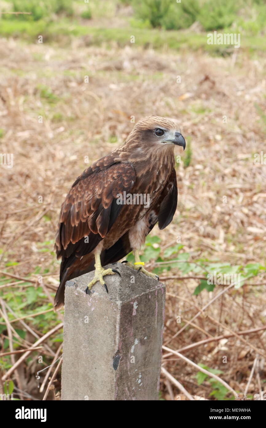 Les jeunes brahminy kite sont des piliers de ciment. L'arrière-plan est un champ. Banque D'Images