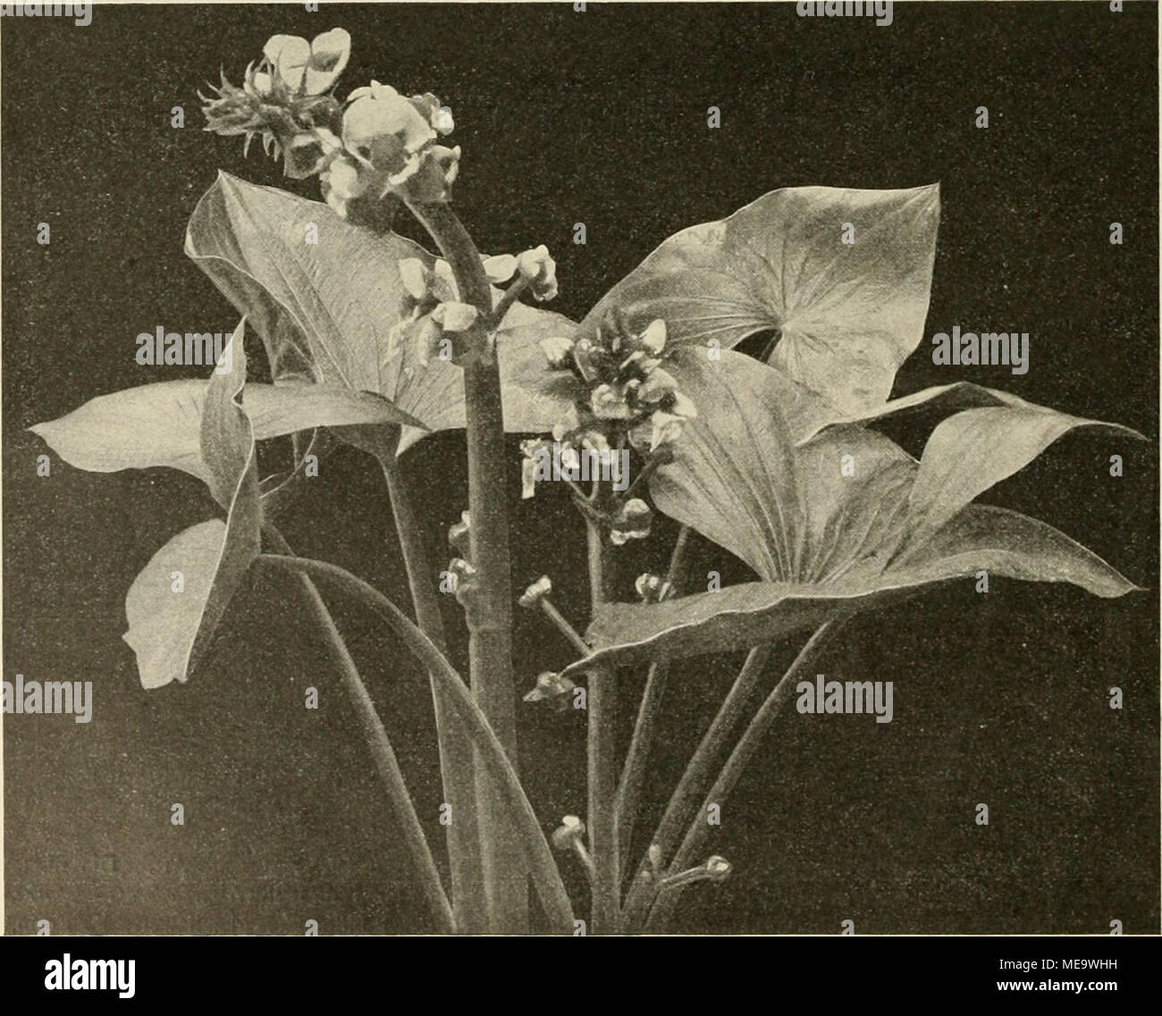 . Die Gartenwelt . Sagittaria m.ontevidensis. Vom Verfasser dans dei Gärtnerei von H. Henkel, Hoflieferant, J'^armstadt, für die "Gartenwelt" photographisch aufgenommen. noch, dafs der Name Laydekeri (so schreibt nhi z. B. Mönkemeyer dans seinem früher erwähnten Werke) im jardiniers Chronicle (i8q7, N° 29361, wo diese Hybride zuerst für Angleterre beschrieben und wurde, Liydeckeri abgebildet ist geschrieben. Ehe wir schliefsen, noch einige Worte über Sagittaria monte- vidensis Cham, et Schi, untenstehende (figure). Das Bild giebt die Tracht und den schönen Pfeilkrautes Blütenstand dieses gut w Banque D'Images