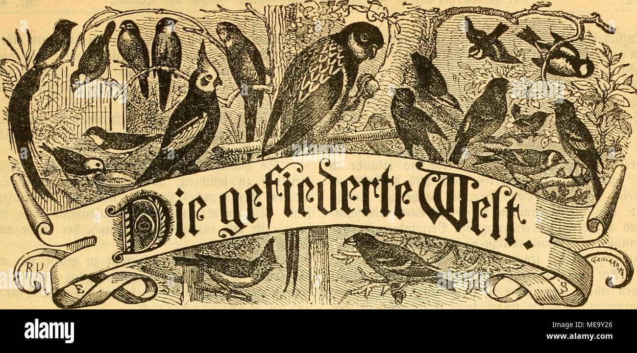 . Die Welt Gefiederte . 3l'EITF(ftrift SBogcUieb^fÃ¼r ahcr,  =3Ã¼t6nnb rct  =Â§¤Ã nMer. 33e(}ettungen buvd^^ Sud jebe = ^oiibdmg fotoie ^^ jebe,^ofianilalt. PreiÃ¤¤ nierteljÃ  ^^ SBlavf 3 rli. QBÃ entlid^¶d^uinmeT 92eine. herausgegeben oon M. Icrl Ktt^. Setiin SeUeaUiancejirafe Scitung :, 81 ni. 3 njetgen necben gefpaltene(bie ^etitjeile mit 25 pfg. htttiftitt  SefleUungen Srpebition unb dans SRebaftion entgegengenommen pari unb. ttr. 48. Jlagbfbiirg itooember, im 24. 1892. XXI. Sttljrgong. Â ^ ^ ?(r ie6 (rat6Ru(fi limmttiÃ¤^riginat itt-^rtiStC^^t su oDat imnung trausfltBtrÂ^j'iti" unft 6(r ?er[agÂ"ant40ue Banque D'Images