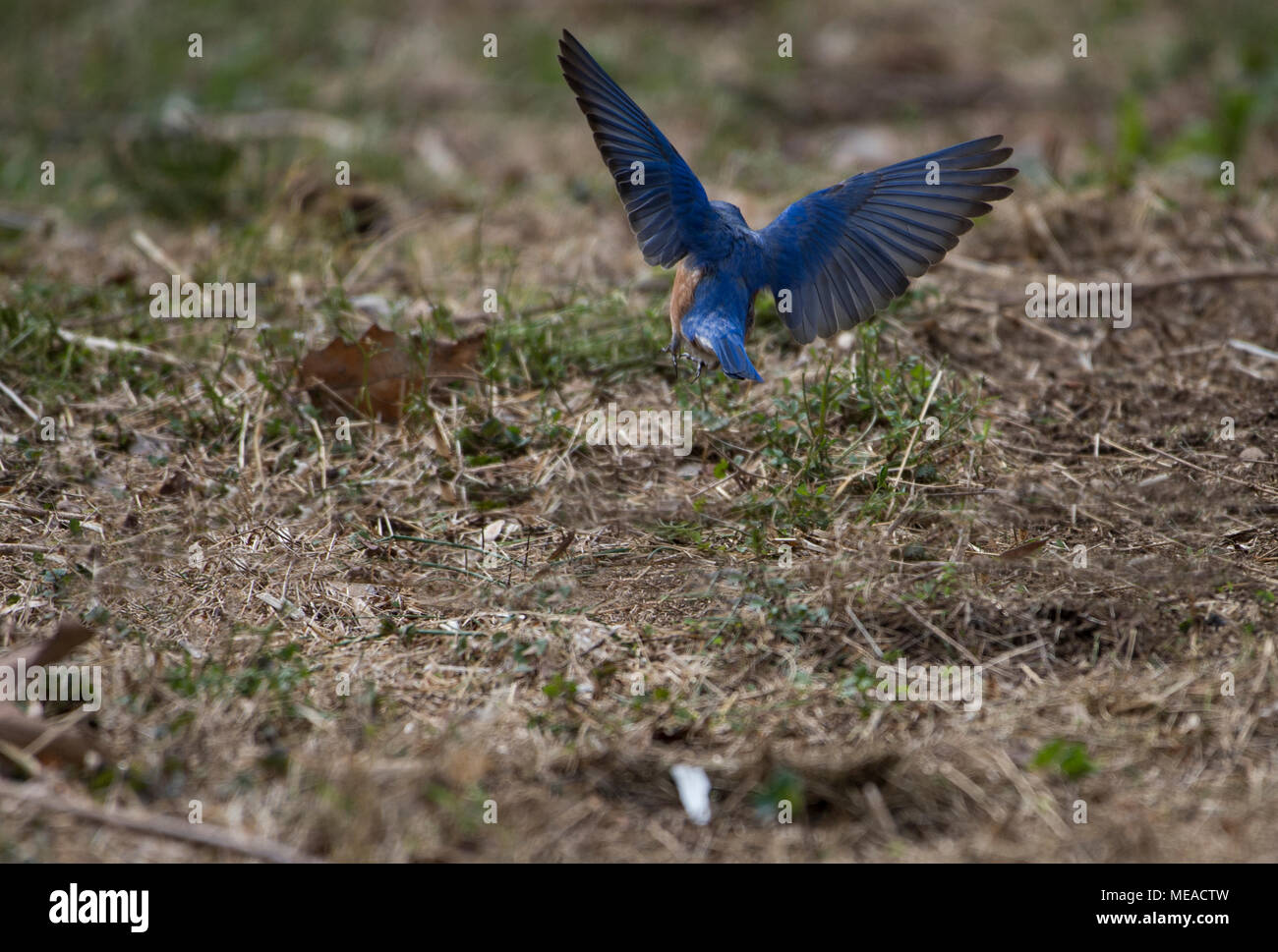 UNITED STATES:Avril 21, 2018 : une paire d'oiseaux bleus ont été occupé et l'alimentation la construction d'un nid après avoir sélectionné un nichoir sur le premier accueil chaleureux da Banque D'Images