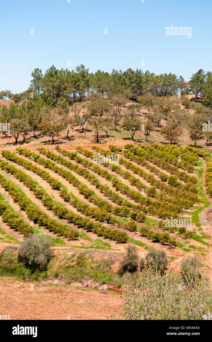 Lignes d'arbres fruitiers dans l'Algarve, au Portugal. Banque D'Images