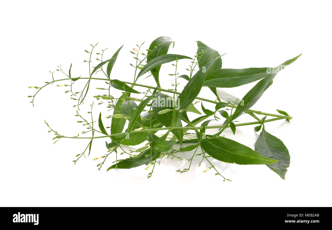 Andrographis paniculata plante sur fond blanc Banque D'Images