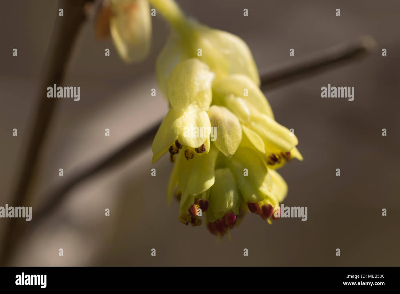 Winterhazel à fleurs Jardin Rutgers, New Brunswick NJ Banque D'Images