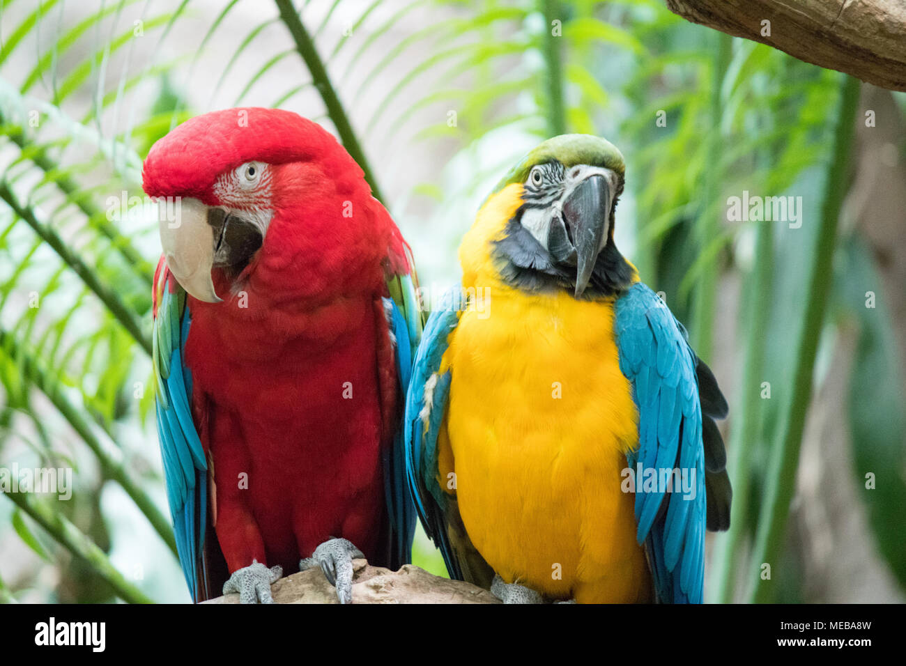 Aras sont souvent à longue queue, nouveau monde coloré des perroquets. Une belle paire perché sur un arbre. Banque D'Images