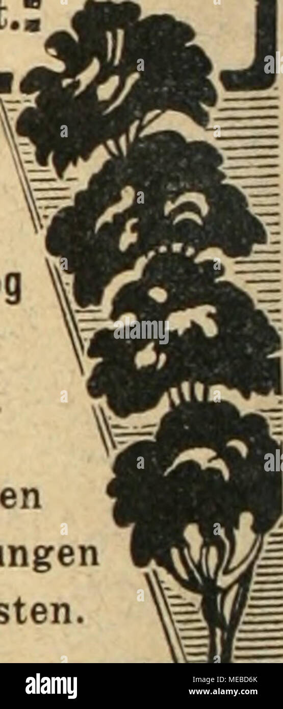 . Die Gartenkunst . i 8E3E3E3E3aaaE3E3a£3£3E3E3E3£3E3£3€3€3€3E3£3£3E3E3 Starhe iHlBBhiiuinB. | Grosse Vorräte von Linden, Bollendorf, b. dans prachtvoller Ahorn usw, ver- pflanzter 3 Ware, mit schönen Kronen. Banmart Sträucher. n. Gehölze, Allen en Sortenwahl und grosser. Obstbäume, Sehr grosse Vorräte und Grössen allen en Formen und Spaliere starke, Pyramiden. FestenBallen inallenSortenu Coniferen mit.Größen. Taxus baccata dans allen Formen u.GrößenSpezialkultur. Unser neuestes verlange homme Preisverzeichnis. Grösserem bei Bedarf und Wagon- Vorzugsangebot besonderes ladungen mit bill Banque D'Images