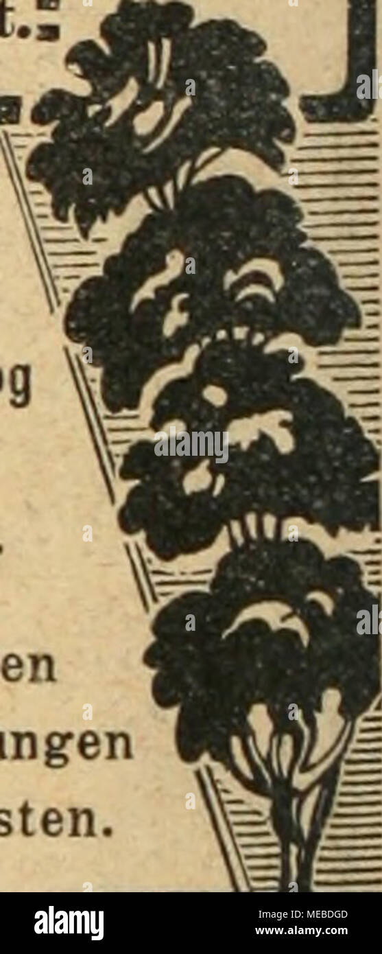 . Die Gartenkunst . Homme bittet bei Bestellungen auf die sidi Gartenkunst" zu beziehen. E3 3E3££3E3E3aa£3£3£3E3E3E3E3£3a£3£3aE3E3a£3E3E5£3 Vi 3 JllleBbflumB Stophe. Grosse Vorräte von Linden, Bollendorf, Ahorn usw. Dans prachtvoller, ver- pflanzter Ware, mit schönen Kronen. Baomart Sträucher d.. Dans Getiölze Sortenwahl, Allen und grosser. Obstbäuine, Sehr grosse Vorräte und Grössen allen en Formen und Spaliere starke, Pyramiden. Coniferen festenBallen inallenSortenu 3 € mit.Größen. Taxus baccata dans allen Formen u. GrößenSpezialkultur. Unser neuestes verlange homme Preisverzeichnis. B Banque D'Images