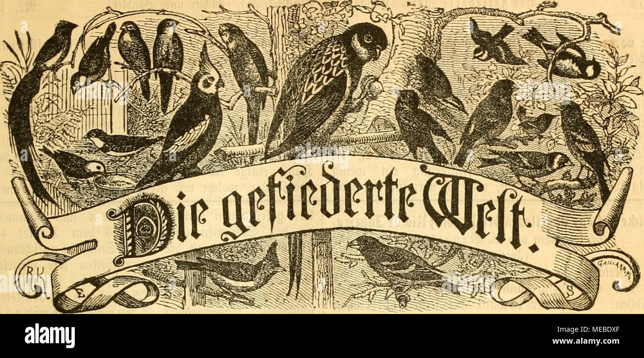 . Die Welt Gefiederte . BtWit SJogcUieb^d'exemption par catégorie, fÃ¼r  =3Ã¼4ter iinii  =Â§¤nblcr Ã. ¶CfteUungen biivd^ SÃ jebe sud^^anblung » foroie, jebe 5)3o|laufta(t. ^PreiÃ¤¤firlid ietteljÃ¶Ã 3 TOarf^. ¶SSSÃ entlidp SRummer^d eine. PevauÃ¤gcgeben .'oon Le Dr lad HuÃ. Scitimg SeUcaUioncefito^, Seilin : e 81 III. ^¤roctben eigcn litÃ ^etitjeite gefpoUeiie bie mit 25 ^fg.^uiib SefleKutigen béred net pari en rpebitiou SRebaftion Â©unb. entgegengenommen Â"r. 19. ÃloglifburG, im 7. Max 1891. XX. Jo^rgong. V ?â ^ietÂ rr"i;a61iru(&amp ; rammtCii ^tiginaC^er-^rtifteC oÃne ^ttflimmung ifl" ^etausttitxs uitÂ II" ?itt crra8Â"e Banque D'Images