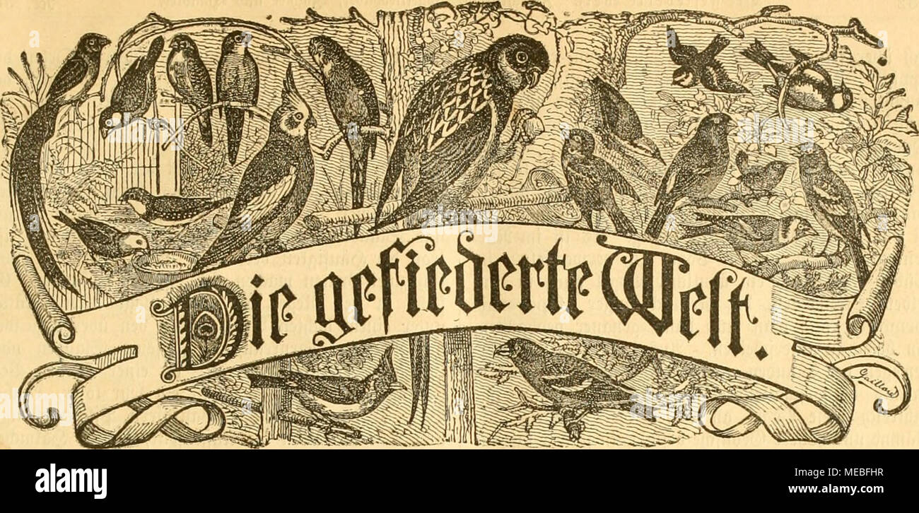 . Die Welt Gefiederte . L'eitf ^^SBogellieH rift für)a6cr, --§äuMer SWtt mtb  =. 93cfieHungcn biird jcbe) ; Sud : f;coeur[uug, foiuie oftanftart ^l'ICBE. « Bievtcliäl§ rlic Preis)3 warf. 3[2(|) Wiimmer enrtid eine. §§Erau gege6fr hu^ üaxi üvous trouverez sur Dr. mebattion SeUcoüiancefti : Serrin,-oSc 81 III. 91 n 3 e i g e s rocvbcn paltcne ge(bie "petitseiic ^25 mit. bcredjuet Söcftfüiingeii fg dans bcvUrpebitioii uiib imb tioii iRebaf eutgcgcitgcnommen. Itr. 35. JlagJieburg, kn 1. Septembre 1887. XVI. 3ol)rgauij. 9corbamcvifaiiifc[;e Sögel greileben ilbevt^gefc im : 35aä @elb = fc()lc§en. Ologifd Ovnit[);e D}}ciluiige itt() Banque D'Images