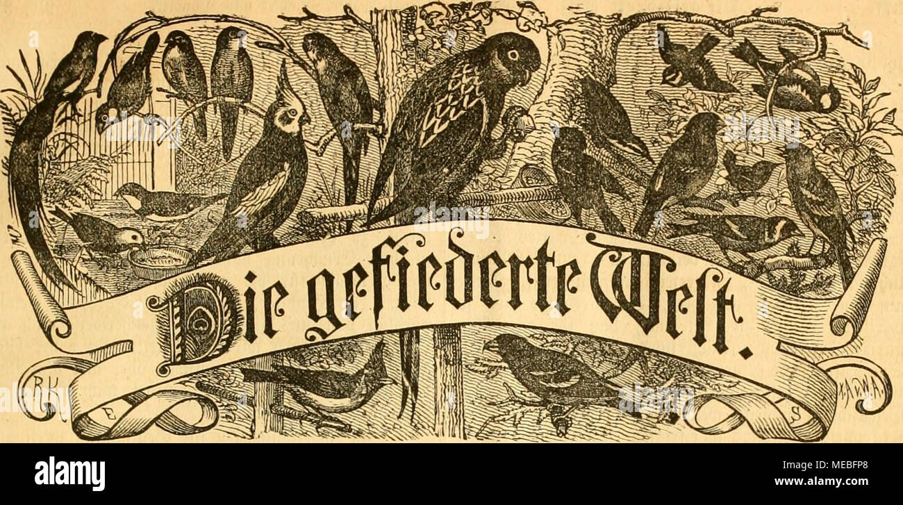. Die Welt Gefiederte . ^¶ogcUicfiÃ eitffftrift 35fÃ¼r akr,  =3iW)ter§ttiiWcL inib  =Â ?2 eftenimgcu biird) jebe S3ud^ tianblimg joroie--, jebe] oftaiiftaIt * ?. * U'^¤ uieiteljn eiÃ vlid aSfavf^^ 3. Eiitlid SÃÃ¶d^Jhimmcv eine). .F"^ e v u un§ â g e g e 6 e n u n o ^^ Ãlu Dr Harl. SBevliit iielleatliauceftraje Mebaftiou :, 81 III. JdiÃ eigeii locvbeu gefpattene¤bie *l'etit',filc mit 25 Pfg. bcvedjnet *'J'imb'Uitiigen cftt dans tfrpebition uiib bcv) ebaffioii eiitgegciigeiiommen ;(. Itr. 37. Jtagkburg, ITN 10. Septembre 1885. XIV. JttljrgÃ¶ttg. Rnextcrung JlÃorutemcnts @Pic frais tvivb gencicjfe itt Erin Banque D'Images