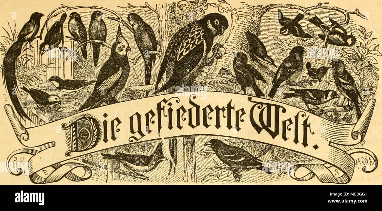 . Die Welt Gefiederte . 3l'EITF([)tift fÃ¼r SSo(ellieI)f)alier, ^3ii(()ter iinÃ¶§¤Ã  = uJ)lei Pcftcdiiiiflcii tiiird «^l ic) ; f)-^nd (jiiiiMuiici oiuic^jc, (c *).&gt ;[iftiiiii« vnls(. Â"ISrEi ? J'icrlcl iilirlic)) 3|Wurf. 3l5Ã(ri)eiitlict Diuiiimcr eine). QerauÃ¤oeqebtMi .'ooii Dr :^iltrtuftioii^. Hii arl ; Berlin, Scncariiaiiceftrofic 81, III. Siijcincii ll1cr^^ dcfpalfciic c Sic &gt;l.'rtif^ci(c mit '25 ^^bercdiiicl uiiÃ j(.¶ PeftclluiiflCii * dans tit'i (peMllÃ¼ii flicÃ jj;unb¶iifticiii cntiiciie Hlciiomiiicii m'.. 8. Hfrlin, Bell 19. /1885 cbruor. XIV. JiÃ¶l)r9ii'i8. 3 u h n 11 : 'Je mii 3*oiU'li Banque D'Images