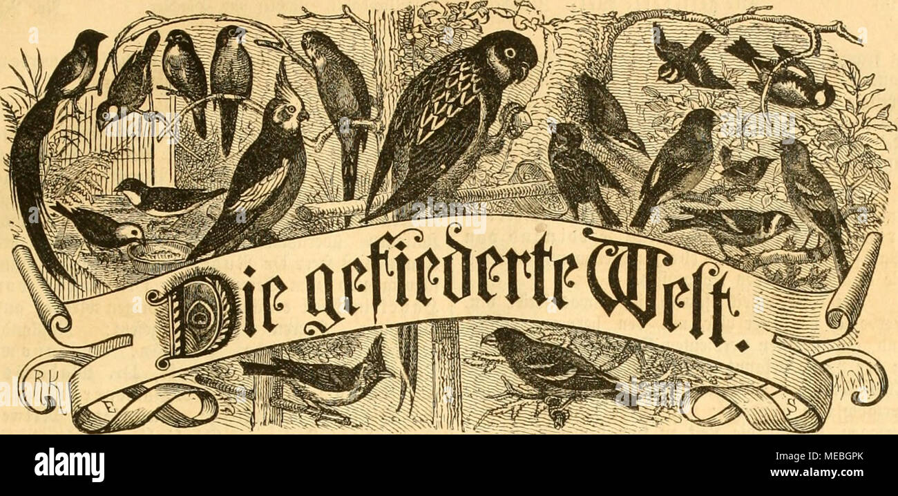 Die Welt Gefiederte 3citf Ogiiliew 3 50 Martin Fa R Er Ttl Ma Ima Tn A A V Ij Hi Scftcllimiieii Llla C Jcse Iid Jniibliiiui Fiiiuic Jei Gt C L Oftaiiffiilf Gt Jret I Ii Hrlii A Vtcl1 Die Welt Gefiederte 3citf Ogiiliew 3 50 Martin Fa R Er Ttl Ma Ima Tn A A V Ij Hi Scftcllimiieii Llla C Jcse Iid Jniibliiiui Fiiiuic Jei Gt C L Oftaiiffiilf Gt Jret I Ii Hrlii A Vtcl1