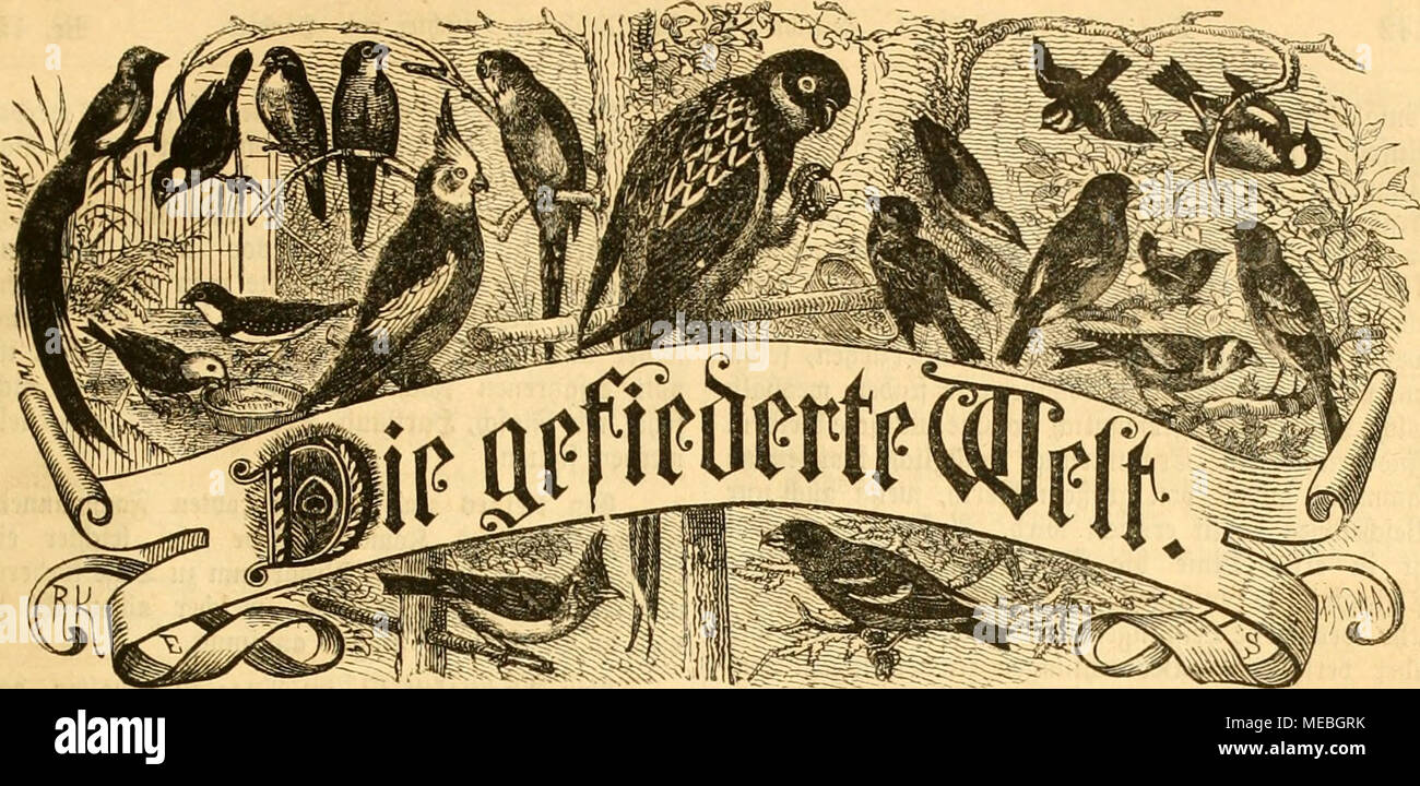 . Die Welt Gefiederte . ^Seitfc Sogellieb^rift fÃ¼r aier, ^iiuÃ 3iid)tev ^¶§Ã Â¤SBcftcnmiflcn biird jcbe uMei) Â"Pud). Ijaiiblung fomic jebe, j'oftaiiftnlt. Cierteliiihrliti ^OPC) Ã 3¤Rar !. Ciitlid SÃÃ¶d)eine) hiniiner iÃerauÃ¤9.¶¶Ã CÃ rccs ooii Dr â€arl ^^ j. Serliii Serieatliaiiceftrafee SRebattioii :, 81 h. «Jlnjeincii mcrticii ncfpnltetie ctiheile bie j'mit 25 ^bcrediiiel iinÃ pfcj.¶ eftclliiiifleii *8dans Ãjpebitioii DiebcittiÃ¼ii bei : iiiib. entgenetiflciiommeti Les RH. ¶Cvlin 15. jÃ, marron 10. ^^pril 1884. XIII. 3al)V()aii9. ant)(itt : 6iii(e)ial âSrfimcijerifdicn ovnitljoloflifdicii ffefetlfd ber Banque D'Images