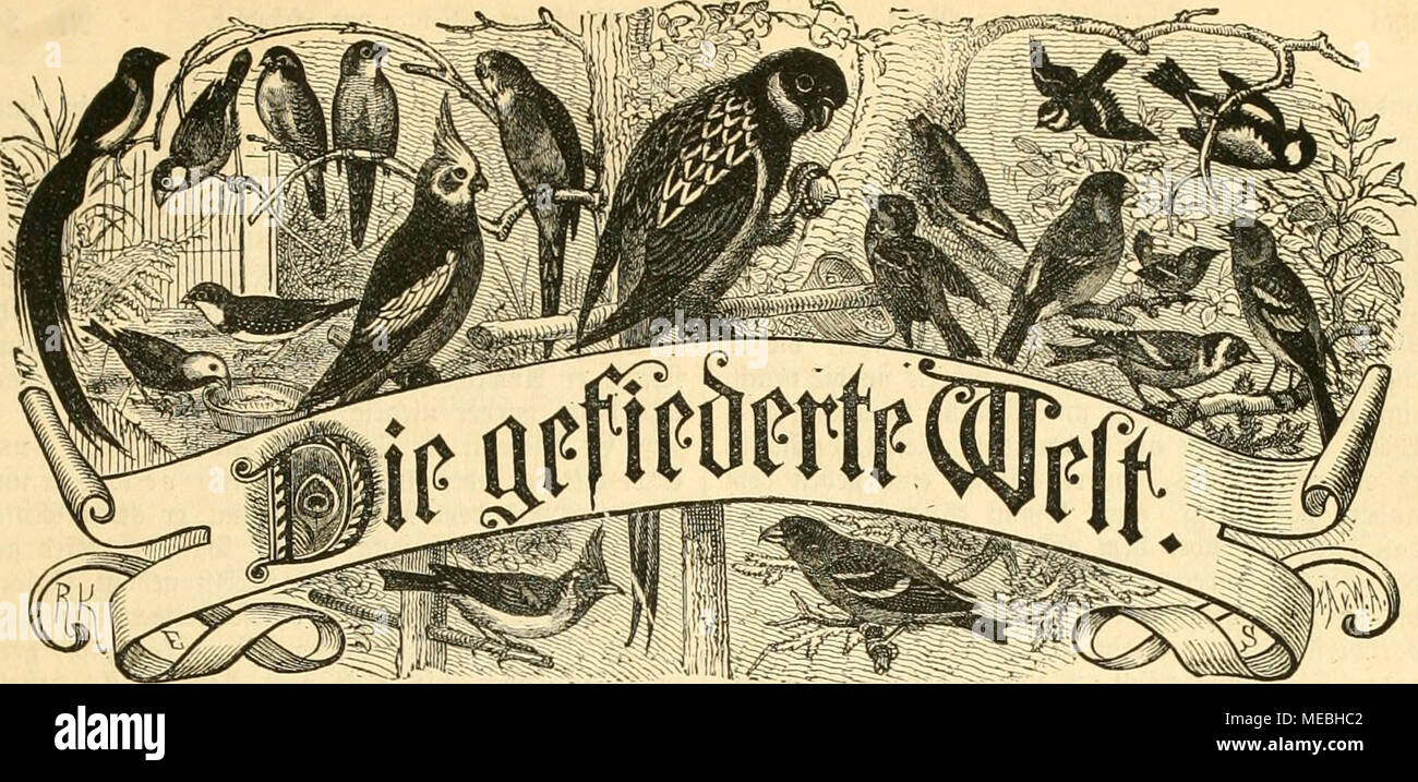 Die Welt Gefiederte 3l Eitf Sogcilico Fur Du Rift Ttlier 3fi Ter Iiitti Uumer Prftclliitijii Tiurrt J Ii C 5 L Iut Iiimuii Loivic I Ic C Gt Oftniiftiill Tiicitchnliilirf J Rcis 3 U Ira Bod Cntlid Dtummcr Eine Erauggegeben Uu Tarl