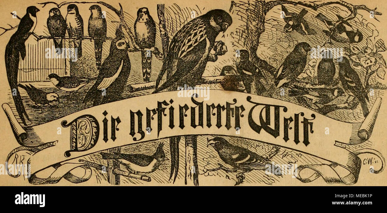 . Die Welt Gefiederte . 3eltf(l)für rift, SogcllieMjaber uiiö 4üd)ter ^^^Ölct Seftedunflcn ä) biicd jebe 5 ?uct) inblinifl fowic jcöc' Ö.&gt ;}Joi'tan|"toIf sßrciJi üicrlcliiiljrlidi fflhirt. 3. /SBödjenfUri eiiie !5 'été. Le Dr lad Hu^}cinen péché. flefpaltciie fetihcifc bie werben mit 25. bcrcdincl ^'ffl ''Pcftclliingcii unb dans tSrpcbition uiib Siebaftion cntaccicngeiiommcn bor. C. Srtöirflattfl. ^"(itt, t&gt;m 13. 1876 Kptit. Les RH. 15. 3nt)j&gt;lt : SSogelf^u 3iim^ : ?)-3-oltäct ctcriMmna ?. - Lieber bcn (äcjang ainerifaiü cer[d)cu ©pottbrcffel. Dans Stculing - dm (Star-Sltuid^tmuj pari. - KanaricnBoge Banque D'Images