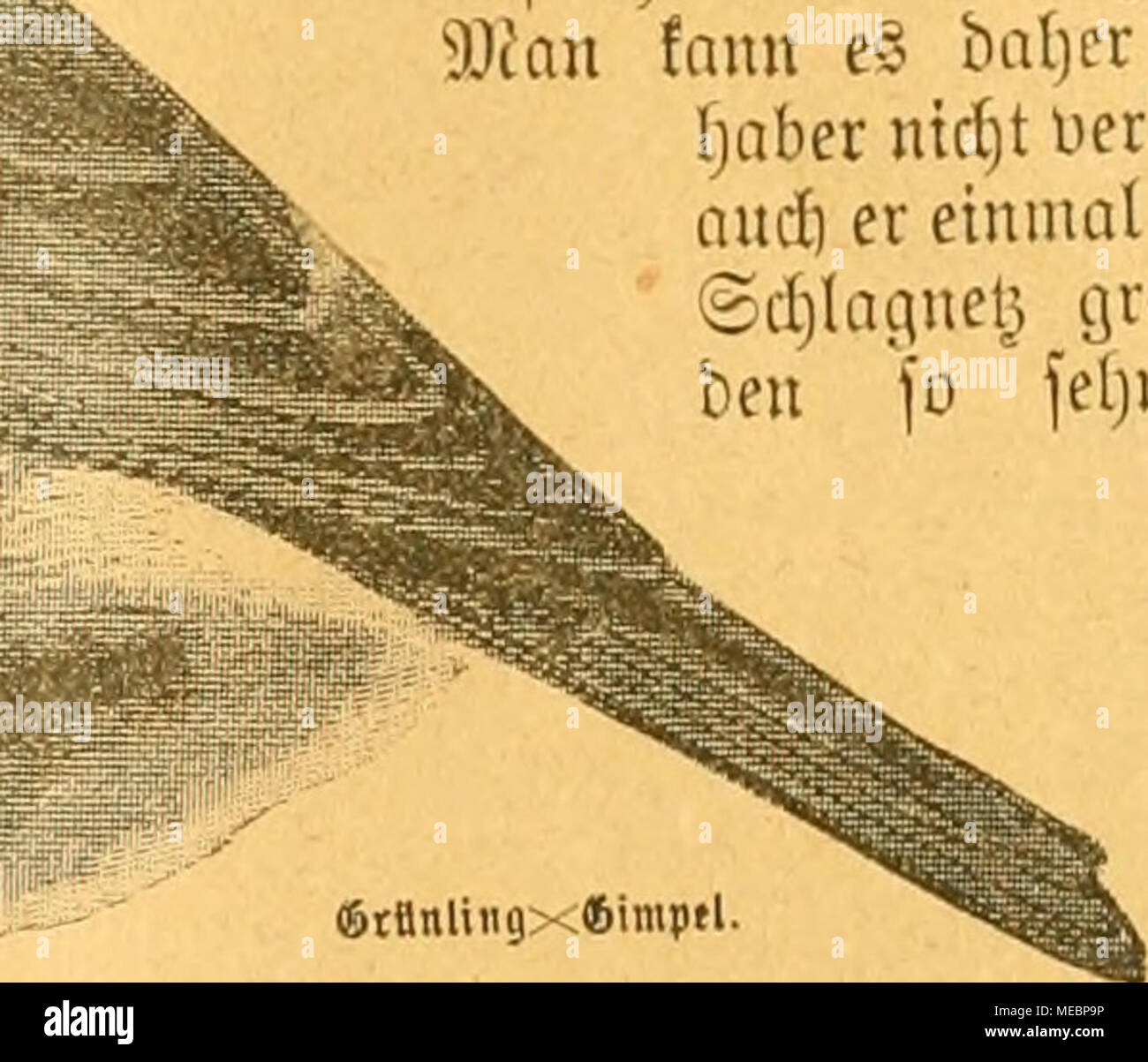 Die Welt Gefiederte Amp Ta Nliii Ixsim Gefieberten Tubena Genoffen A C Felbft 5ul 0 Len Poea Fieliouen Aielje Bie Mela D E Bamtt Erbunben A Finb Bra Bie Ngen Verantwortung Ber A C Efetiesa Bertretnng Jura D Mit A C Ewalt