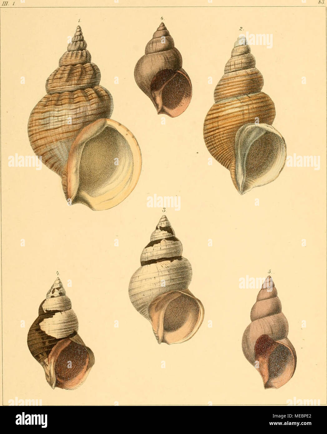 . Die Gattung Buccinum. L. . Kohflt del. Banque D'Images