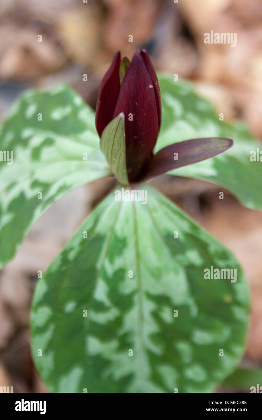 Un peu de violet foncé sweet betsy wildflower Trillium. Appelé aussi toadshade ou whippoorwhill. Banque D'Images