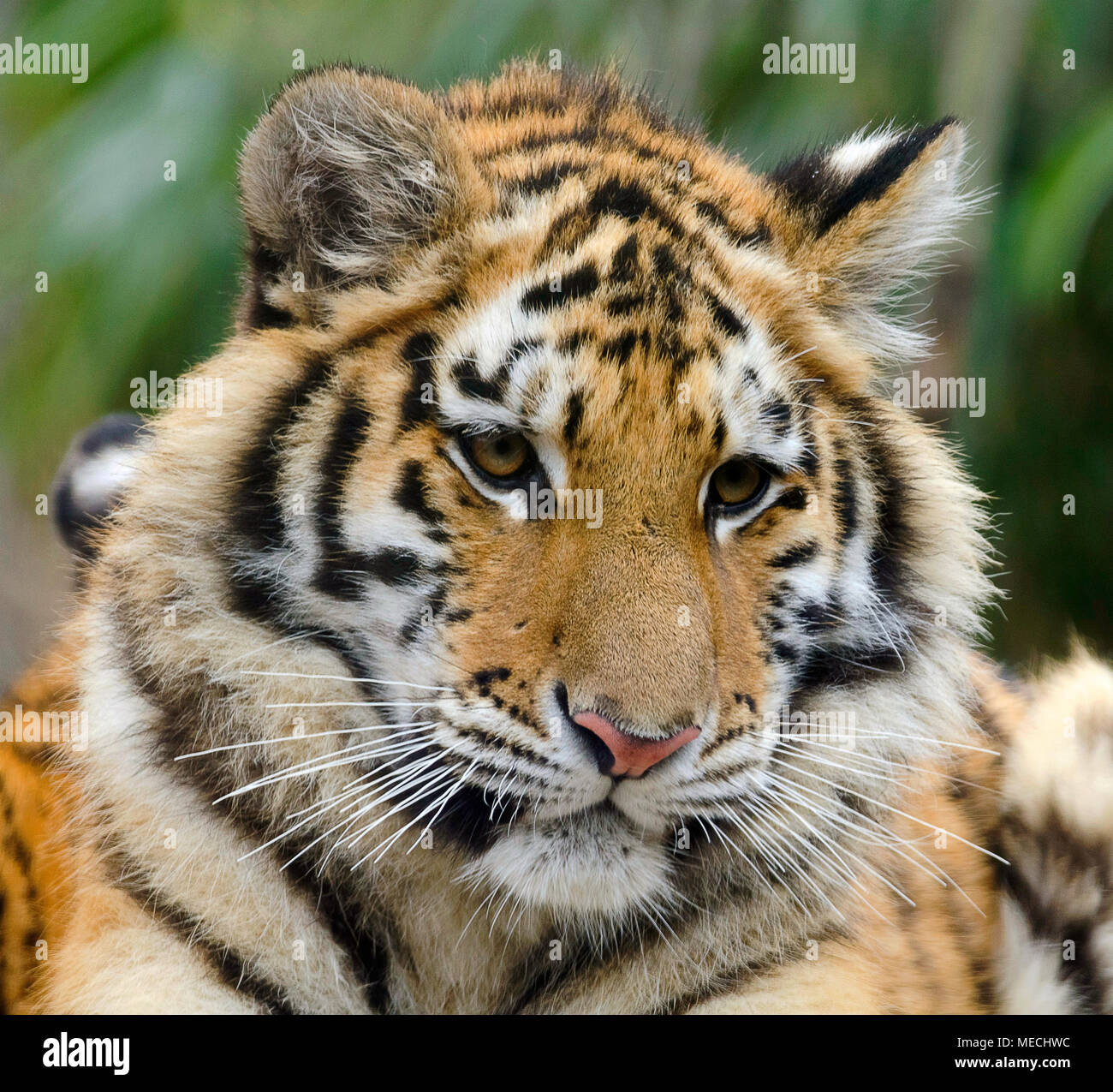 Tiger Cub regarde au loin dans la distance Banque D'Images