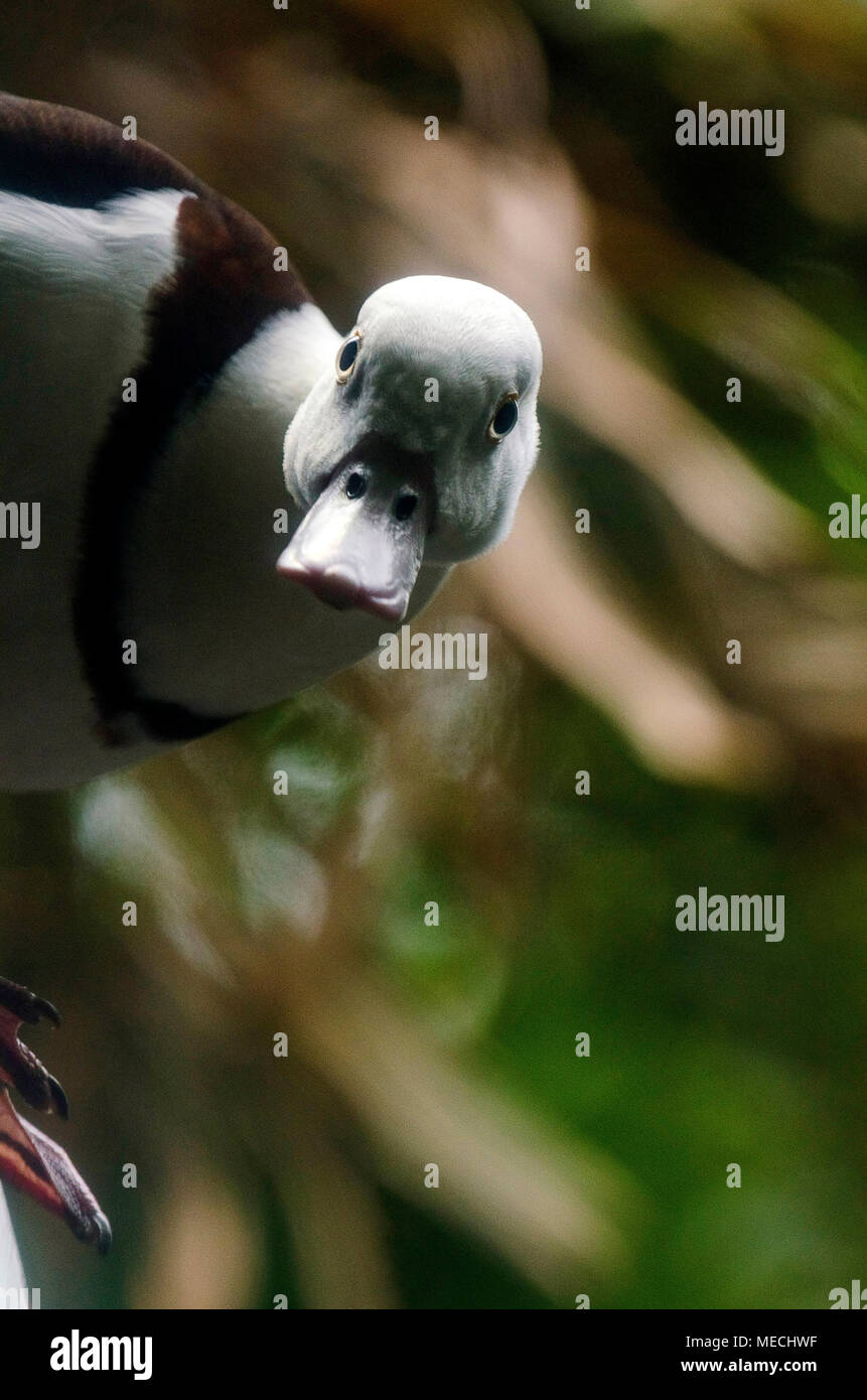 Canard curieux Banque D'Images