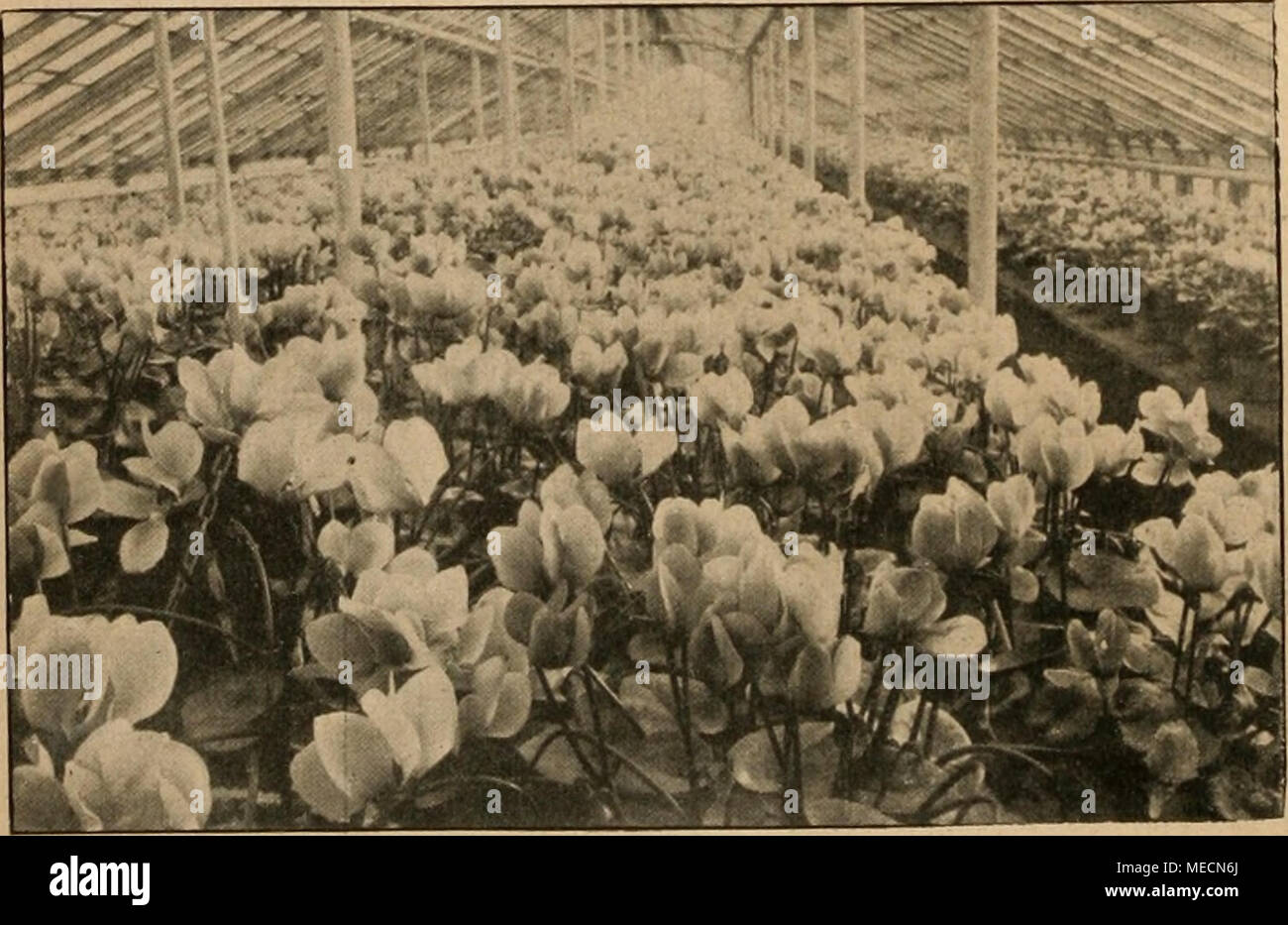 . Die Gartenwelt . 30 m langes Haus mit "Perle von Zehlendor Matzdorif Nach einer von Alice im Gartenbaubetriebe von Johannes DI für die "Gartenwelt" fem. Aufnahme. nicht nur eine für meine Ausbildung und mein gärtnerische Fortkommen bedeutungsvolle berufliches sehr, sondern auch - mit 24 Jahren ! - Eine schöne Zeit überaus verlebt habe. Doch ich tat es stets bewußt dans der Absicht, dort wieder une unerschöpflichen von seinem Schatze for Studien zu treiben. Alors lenkte auch ich kürzlich, nach sieben Jahren ereignisschweren rapide, gelegentlich eines kürzeren Un- wesenheit à Berlin meine Sc Banque D'Images