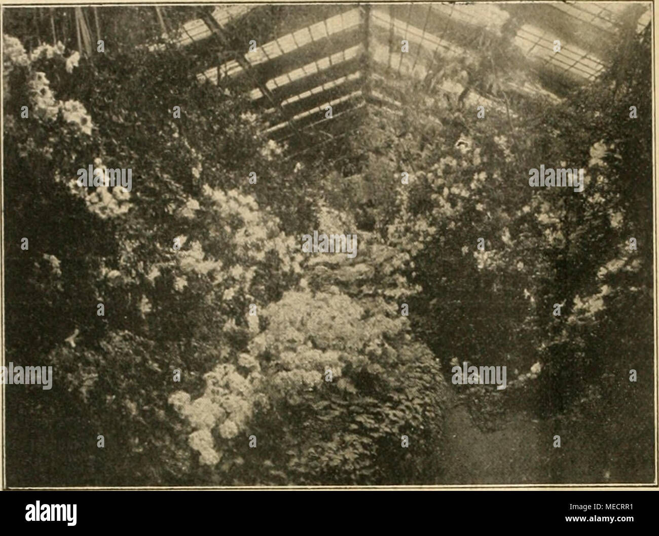 . Die Gartenwelt . Wirkung suis stärksten, wenn die Pflanzen ziemlich trocken stehen, z. B. wenn im späten Frühjahr noch im trockenen Samenpflanzen stehen, Kalthaus oder auch dans Zimmerluft trockener. Von anderer Seite wurden ähnliche Wahrnehmungen auch schon gemacht. Doch wollen wir uns c'est pourquoi von der Kultur cette dankbaren Blütenpflanze schönen und nicht abschrecken lassen. Eben Wer der sache nicht traut, lasse die fabricants dont. Obstbau. Primula obconica-Gruppe der im großen Azaleenhause Kgl. Zu Cannstatt Wilhelma. donc lange, bis Sie sind verfilzt unverpflanzt, zu lassen. Mal ist der Wurzelbal Banque D'Images