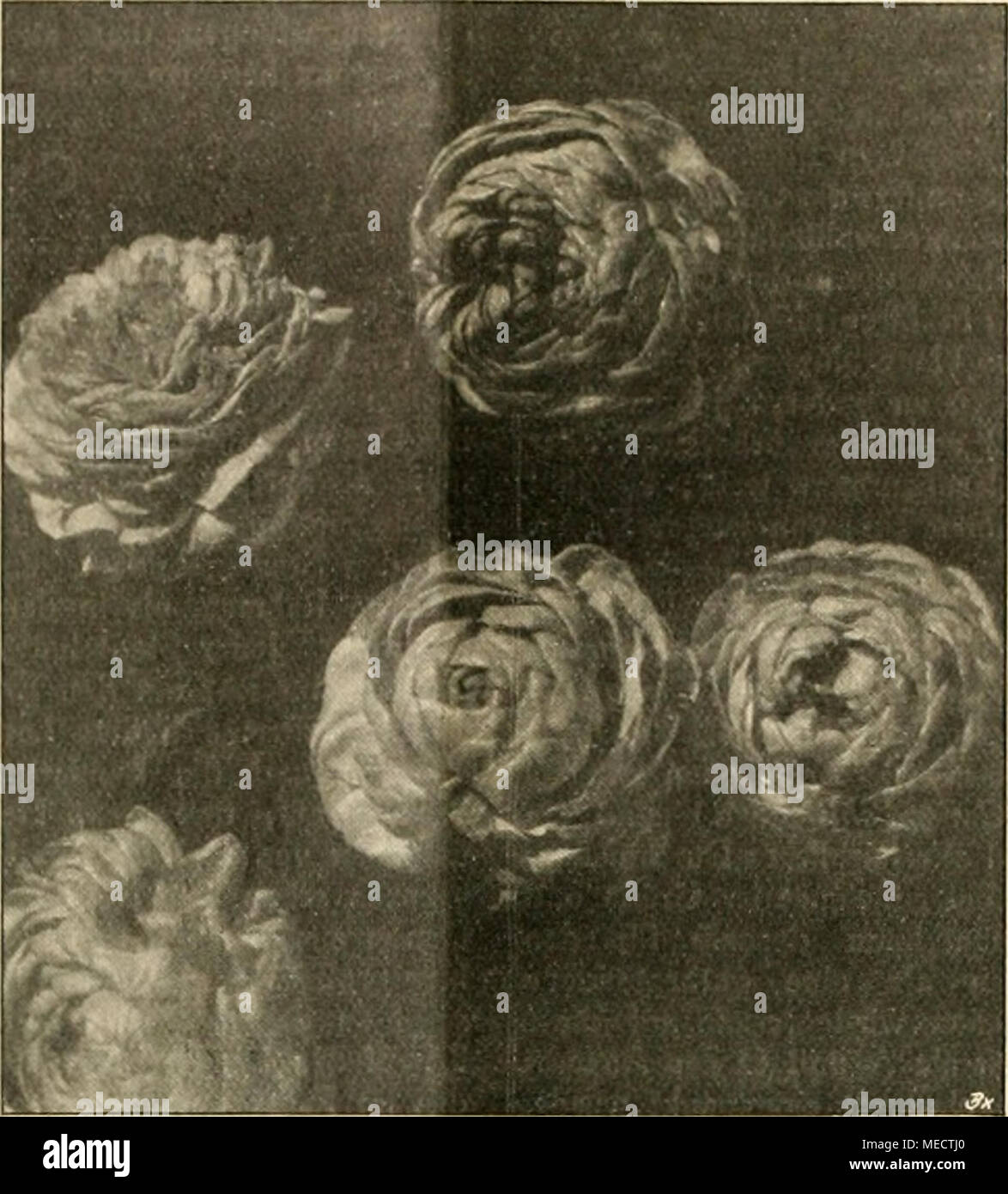 . Die Gartenwelt . Lieblingsblume Gefülltblühender Jasmin, die der Araber Wer kennt den genauen Namur ? Palmen. Trachycarpus. Von Alwin Berger. Neben der Zwergpalme wohl ist die aus Nord- und Zentralchina stammende, au Japon eingeführte und von beiden Ländern nach Europa, gekommene zuerst als Chamaerops excelsa Thunb. (1784) die am meisten bezeichnete Palme unseren Gärten verbreitete Art. mit ihren kräftigen, Fadengewirr umsponnenen Stämmen dichtem mit und der edel- geformten Wedelkrone, ist sie in der Tat eine vorzügliche Schmuckpflanze. Im Gegensatz zu der europäischen Zwerg- palme bleibt Banque D'Images