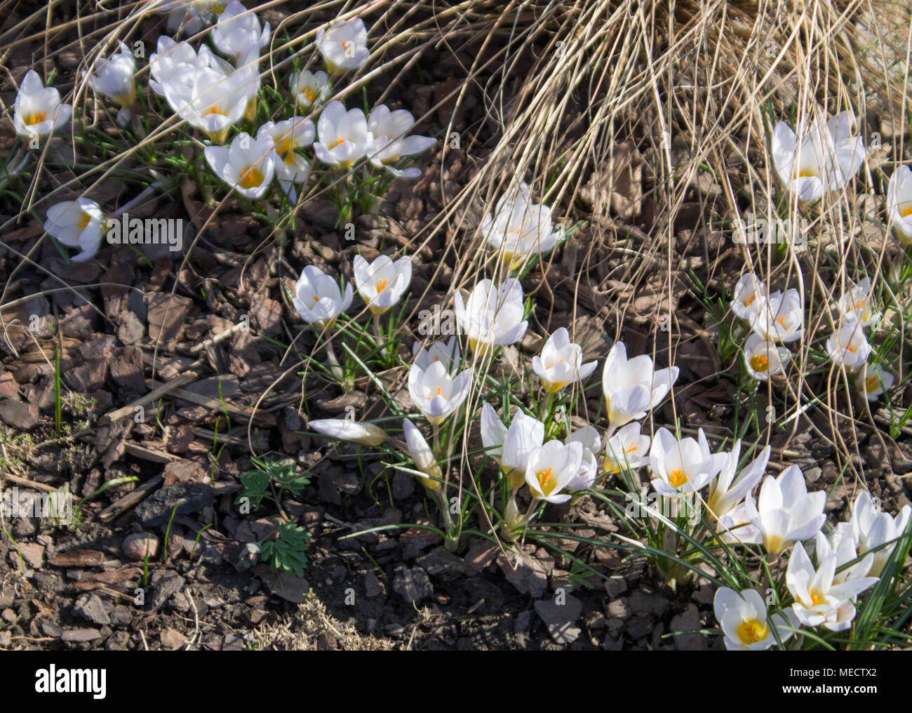 Blanc de printemps crocus fleurs poussent dans le sol Banque D'Images