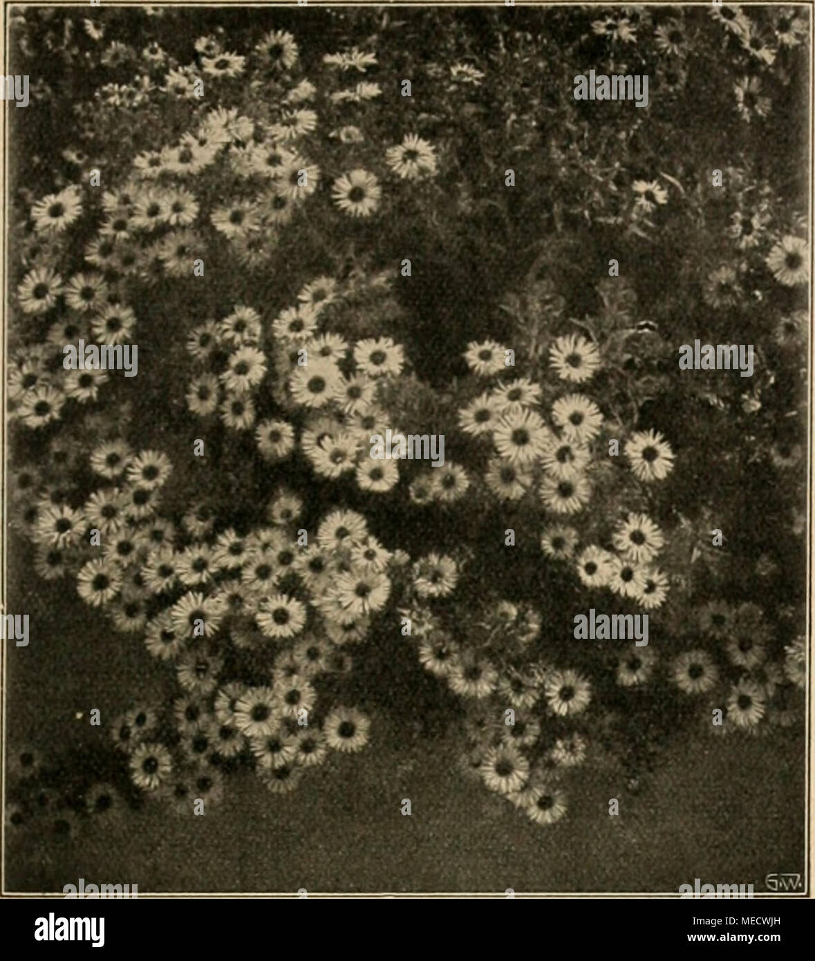 . Die Gartenwelt . Aster novae Angliae Treasure (Texte Seite 653). Vom Verfasser für die "Gartenwelt aufgenommeD photographisch » nochmaligen. späteren Ausführungen, für welche er, für jeden Fall, nochmalige Bezahlung zu fordern ausland errichten. ist*) Dans Urheberschutzgesetz alledem ihm steht das voll zur Seite ( ? Des Herausgebers). Der Prinzipal erwirbt mit der nur Gehaltszahlung das Recht, vom Angestellten zu verlangen, dass er die erforder- Zeich nungen lichen liefert und im übrigen pünktlich und gewissenhaft während der der Firma die Dienststunden- und außerhalb intérieure des Geschäftes Banque D'Images