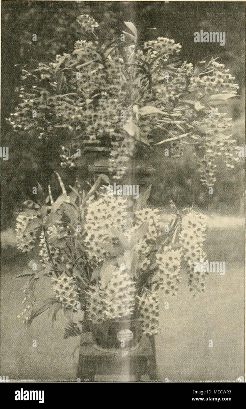 Die Gartenwelt Dendrobium Chrysotoxum Oben Und Nobile En Bas
