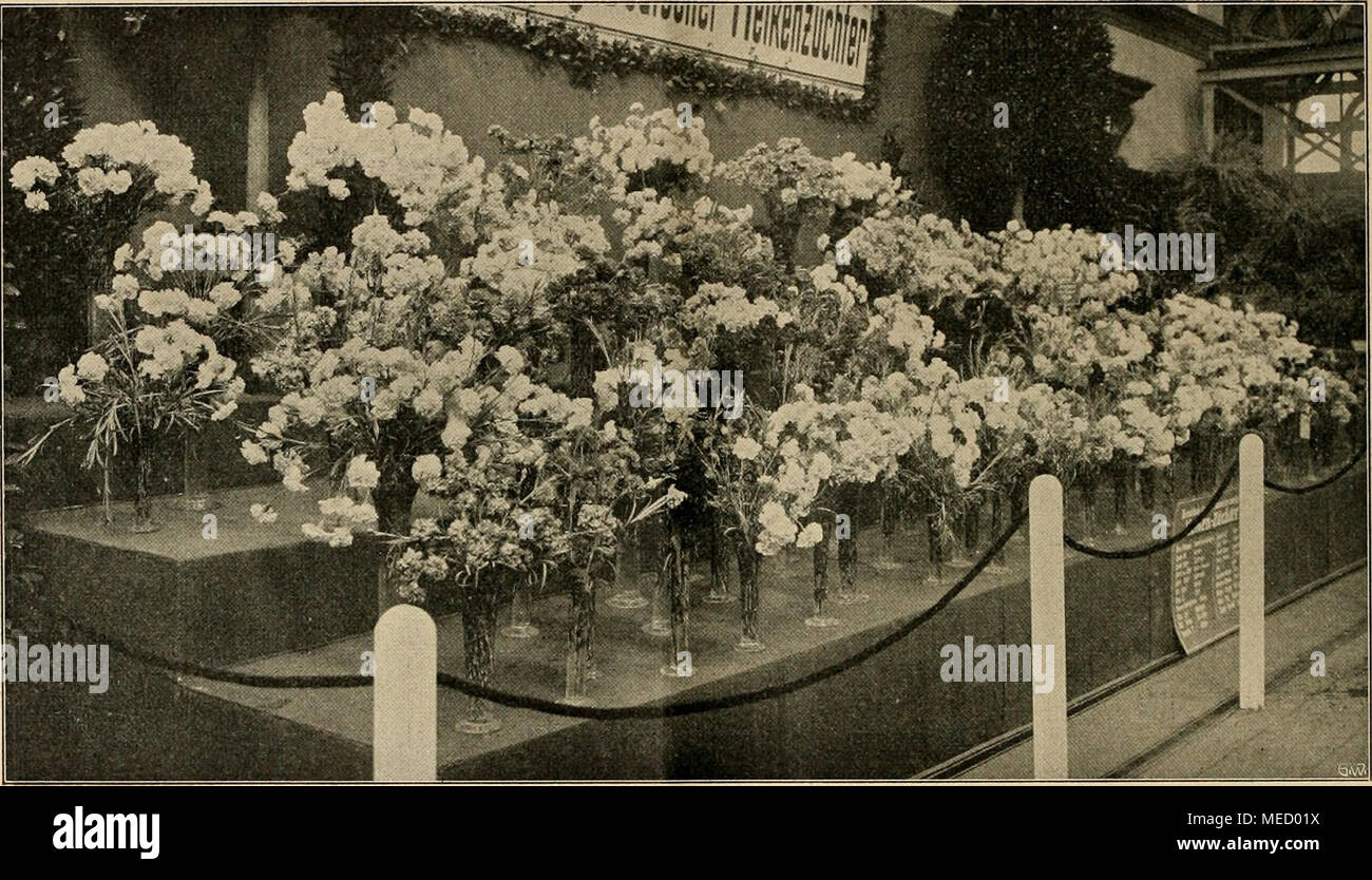 . Die Gartenwelt . Amerikanische Nelken der Vereinigung deutscher. Nelkenzüchter wohl noch auf keiner Ausstellung des Inlandes (vielleicht auch nicht des Auslandes) vorgezeigt. Sie denn erregten Fachkreisen Laienkreisen und auch dans berechtigtes Aufsehen." Dans waren sehr schönen Kakteen zumteil ansehnliche Sammlungen vorhanden, donc z. B. jene von R. Samuel Pendel, Stuttgart, ferner von Privaten, wie auch von der Stuttgarter Kakteen- Gesellschaft. Les Winterharte Wasserpflanzen, eine Forderung des Ausstellungsprogramms, fanden einen Vertreter nur mit einer sehr reichen Sammlung durch den Botan Banque D'Images