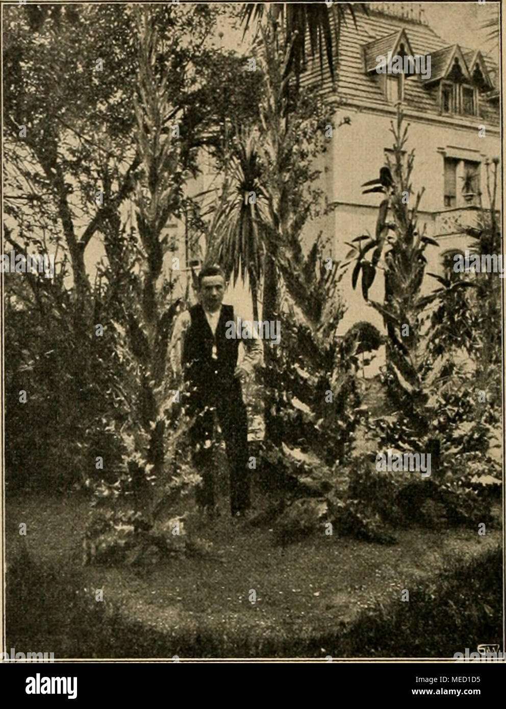 . Die Gartenwelt . *) Nom "Sade", bezw. "Sept" verstümmelt aas Sabina. Caractéristiques dieses Baumes waren schon den s a b i n e r n bekannt. (Nègre) Onopordon einem Privatgarten. Originalaufnahme für die "Gartenwelt". dunkeln Büschen der Nadelhölzer hängt, findet einen vollwertigen Ersatz dans den Arten der Gattung (Lebensbaum Thuya), Chamae- cyparis (Scheincypresse) und vielen anderen, mourir, ohne andere Mit- schädigen gewächse zu, einen schönen ebenso, oder noch schöneren Schmuck des Gartens bilden. Banque D'Images