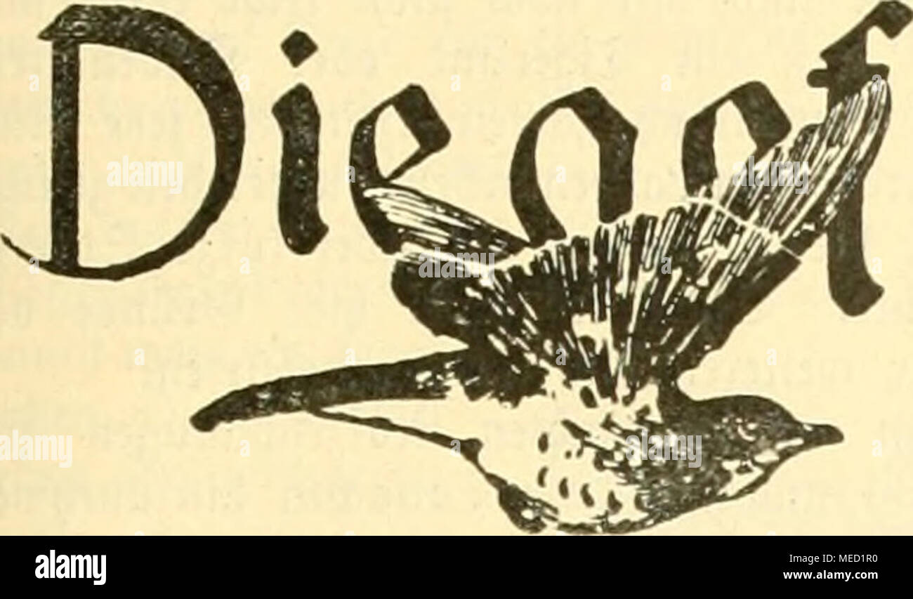 . Die Welt Gefiederte . icdcrt^eli. ^ocbenfcbrift VogcUiebbaber für. §Tal&gt;(^iteßtcn tar "^tadpt dans pü|lfeH&gt;la FTO. Ufteb ffleib^3fils olj. (9 bcucI nertolen4Iai.) Seit 9lu§^ SÖJeltfriegeS beä bruc] bcfommen » bie mir@jum oliere anbern plöl^fi, en^^ ftiH uid, als ob fie au§ blitzartigen Seroegungen roie ben ^auberfd^in einem lage ^j &AMP ; % erftarrt roärcn ftreden belinen, unb fic^, niden mit ber . !paube laffen unb il^ren angenehmen ( Gellen:Huf ertönen. (Le péché, c'Ä'^enjeifig apu (Spinus cucullatus) l^ämmerl necbebecften^fc auf einem 3lft capsis une einem)3^lrourm roä ie,^dans ienb feiner unmittelbare Banque D'Images