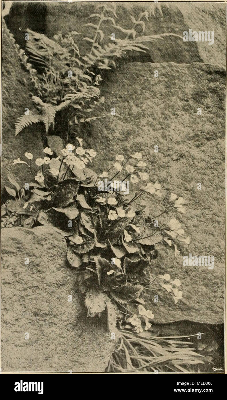 . Die Gartenwelt . Haberlea rhodopensis. Über Alpenpflanzen. Von B. Voigtländer, Dresde, Botanischer Garten. (Hierzu vier Abbildungen, nach für die "Gartenwelt" gefertigten Aufnahmen.) Unter den geeigneten Pflanzen für Anlagen alpin stellt den Kompositen Saxifragaceen neben und die Familie der Kreuzblütler Cruciferen oder Die meisten Vertreter und dieser Familie ; en ist es wieder die Gattung Draba, welche am stärksten mit beteiligt ist. Ohne näher auf diese Gattung ein- zugehen, sei auf eine Art, auf Dr bruniaefolia hingewiesen, welche mit zu den reichblütigsten Spezies gehört. Abbildu Banque D'Images