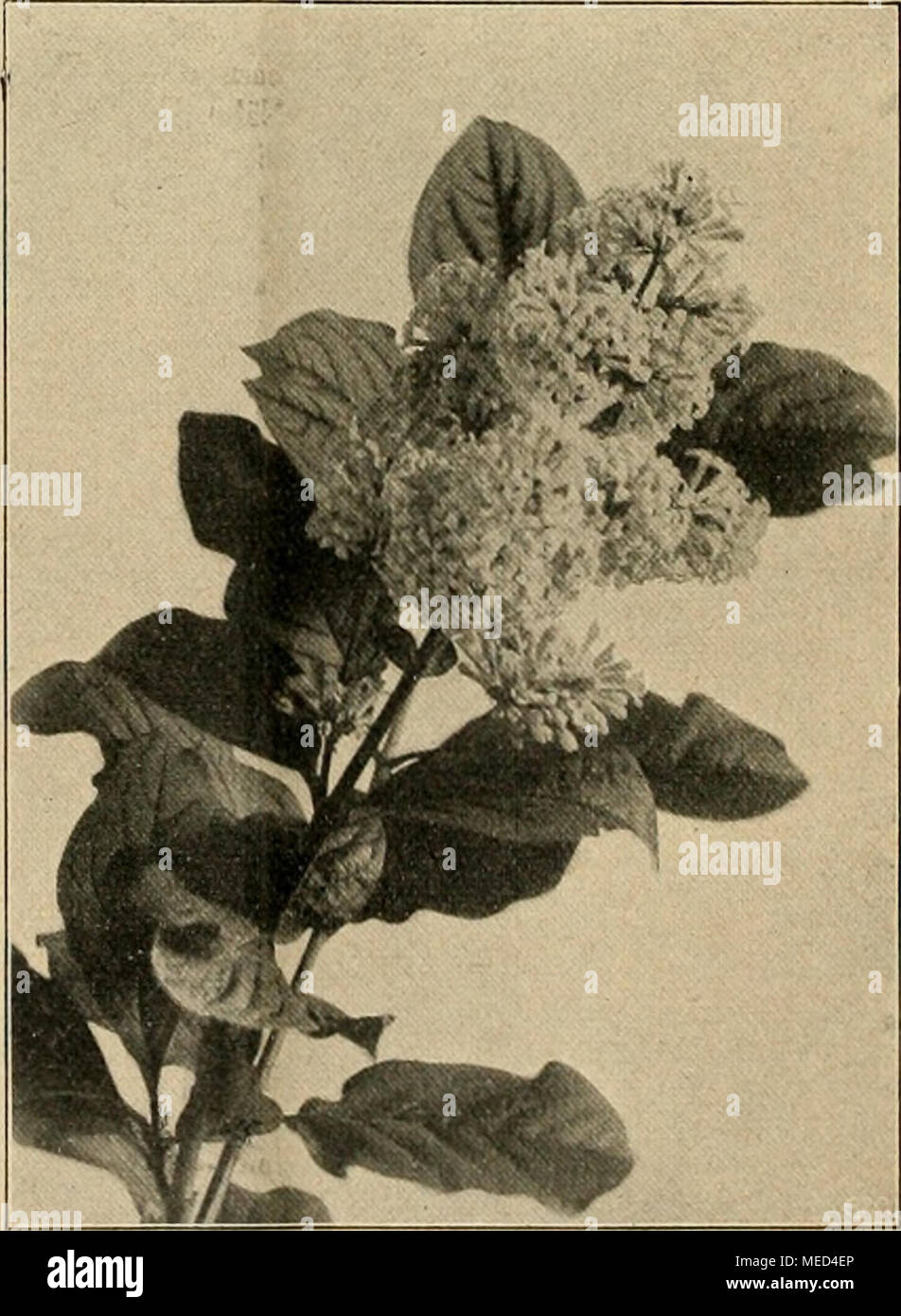 . Die Gartenwelt . Syringa villosa (Knospen- und Blütenstand). Originalaufnahmen für die "Gartenwelt". Banque D'Images