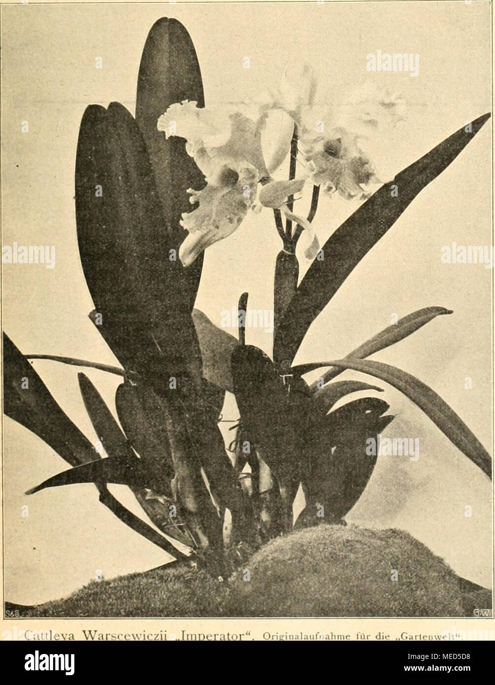 . Die Gartenwelt . Warsccwiczii Cattleya "Imperator". Cypripedium hybr orig. ,,Dr. Clinge Doorenbos" Originalzeichnung für die "Gartenwelt". frisch aus dem Blattpflanzen Auslande bezogener kleiner und Palmen einräumen. Das Ausland war wieder überaus- haltig das Reich, l'intérieur spärlicher dagegen als im Frühjahr vertreten. L'unique guerre Otto Beyrodt Vertreter deut.scher Handelsgärtner, denn ein der Cypripedien ausstellte, zweiter., sich die Pflanzen frisch aus Belgien ver- und schrieben, Freiherr von Fürstenberg, Schloß Hugenpoet bei Mintard de guerre, l'unique deutsche Liebhab Banque D'Images