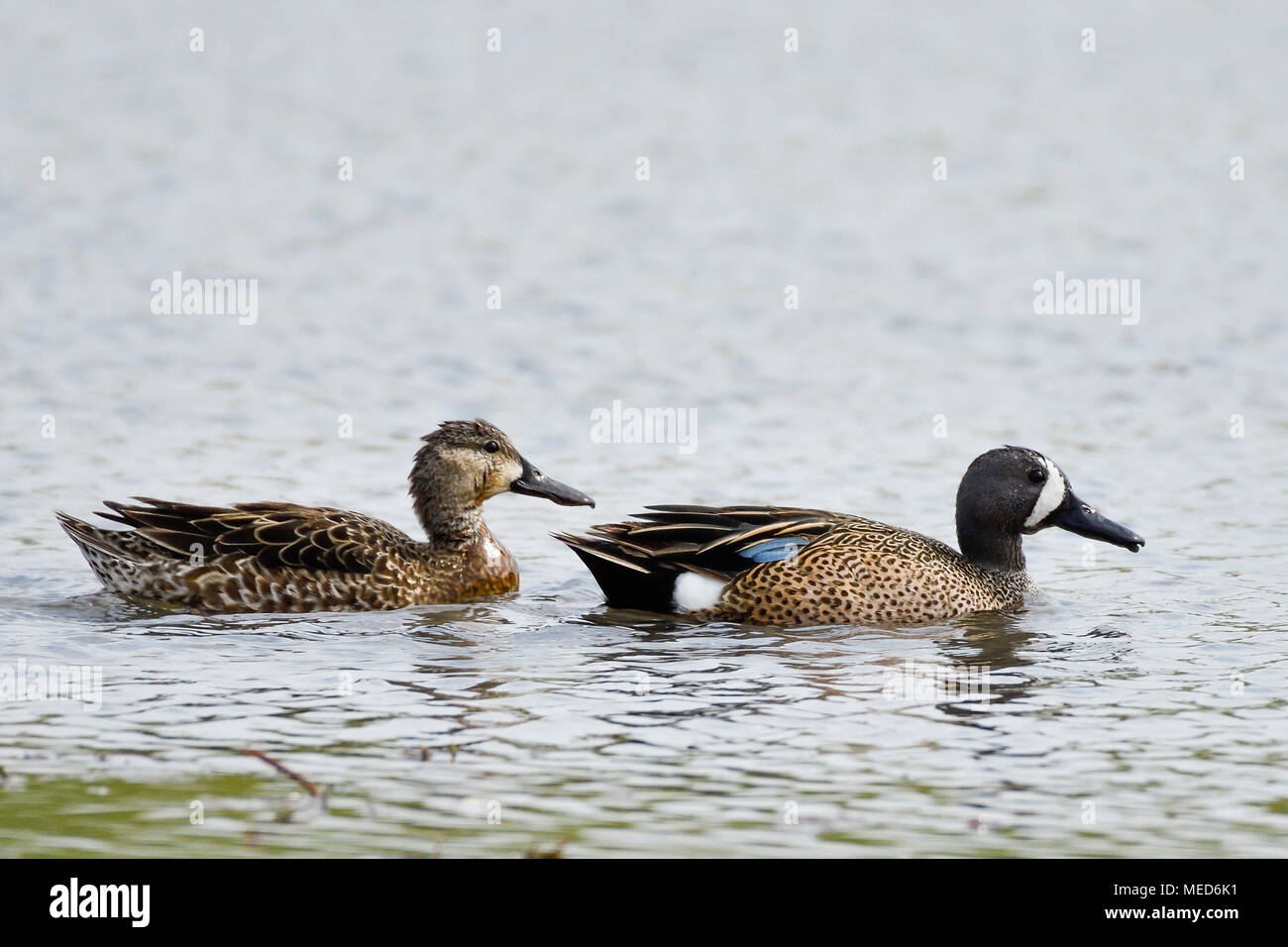 Canards sarcelle à ailes bleues spatules discors couple femelle mâle nageant ensemble sur le lac du parc Banque D'Images